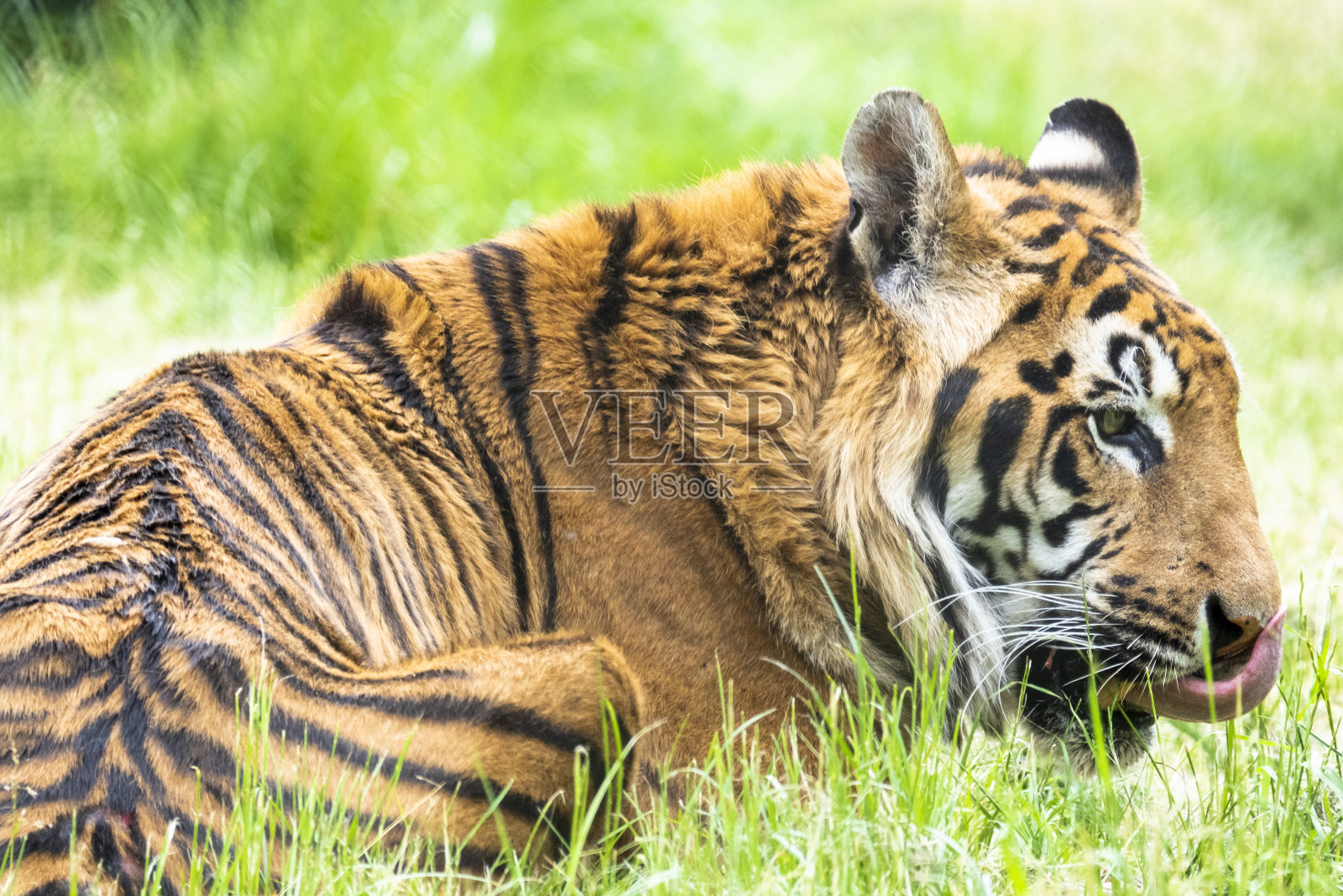 苏门答腊虎照片摄影图片