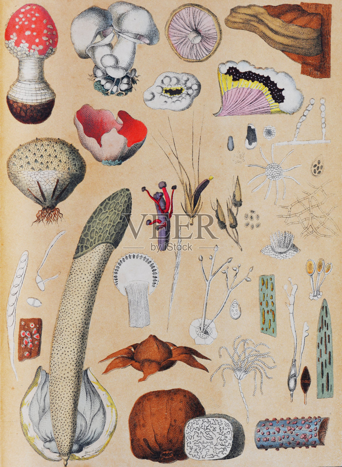 植物花卉图案：有机复古手绘植物插画，欧洲野生植物和蘑菇插画图片素材