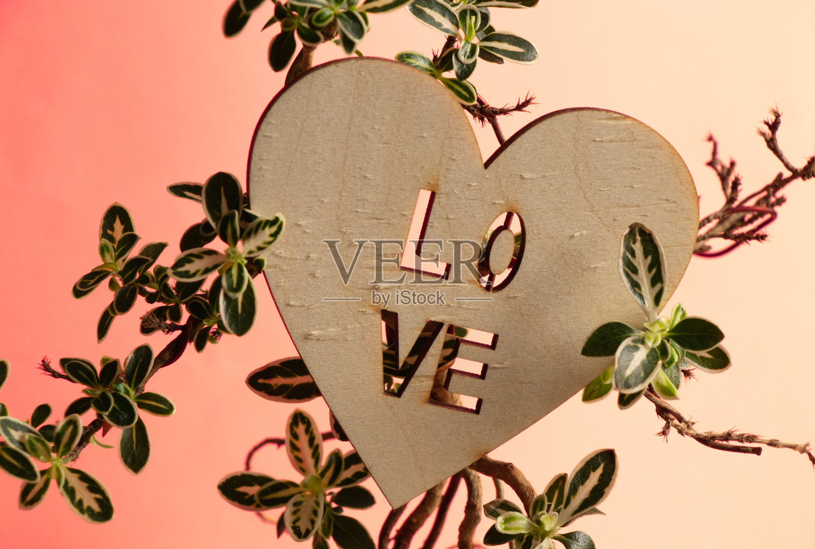 在一间黑暗的房间里，一棵装饰性盆栽树的树枝上挂着“爱”字的木制情人节贺卡照片摄影图片