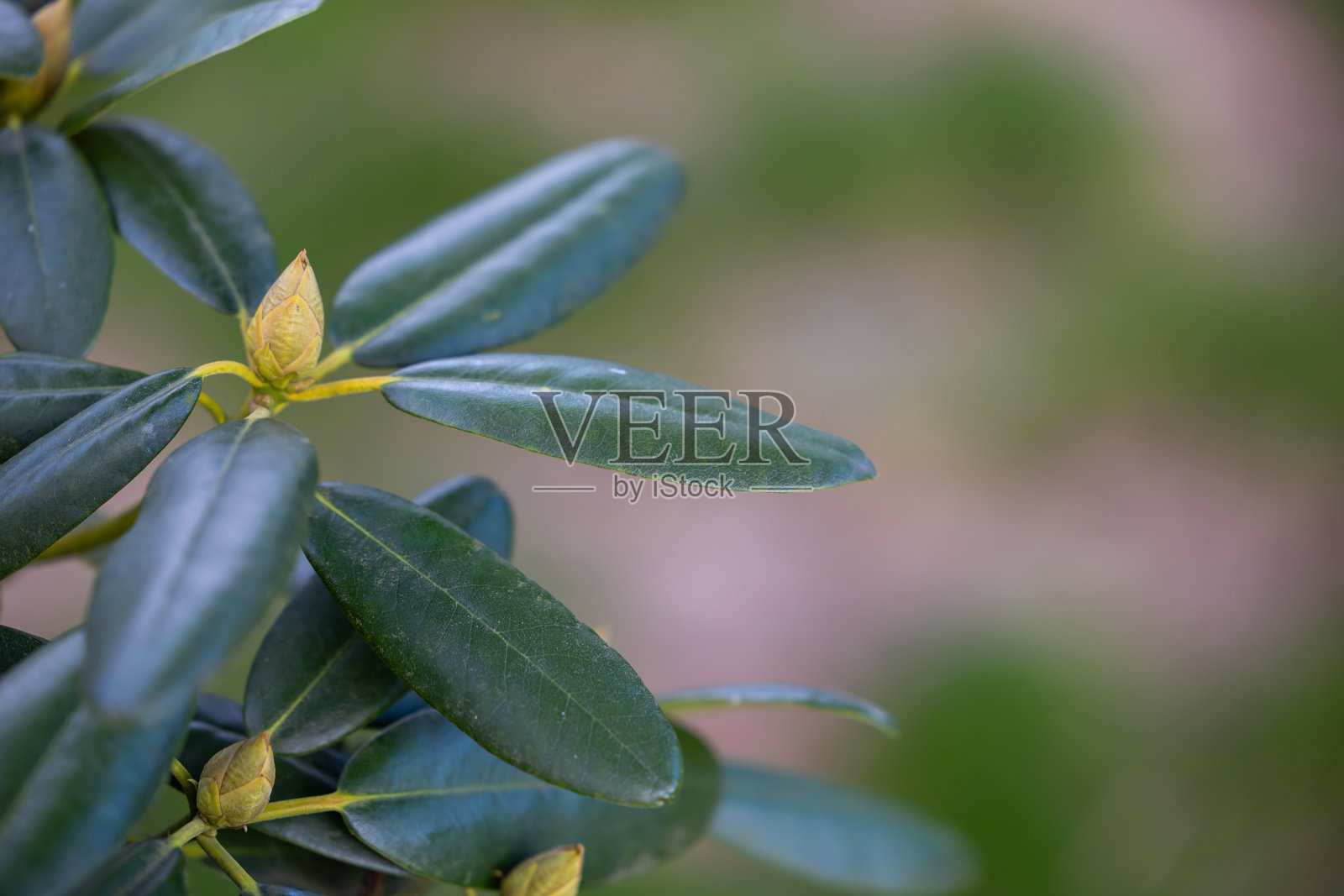 花园里生长的杜鹃花的绿色嫩芽。照片摄影图片