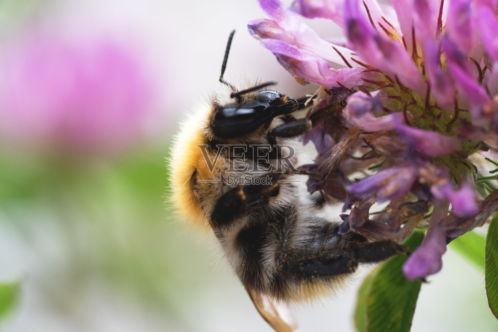 一只美丽的大黄蜂在花上照片摄影图片