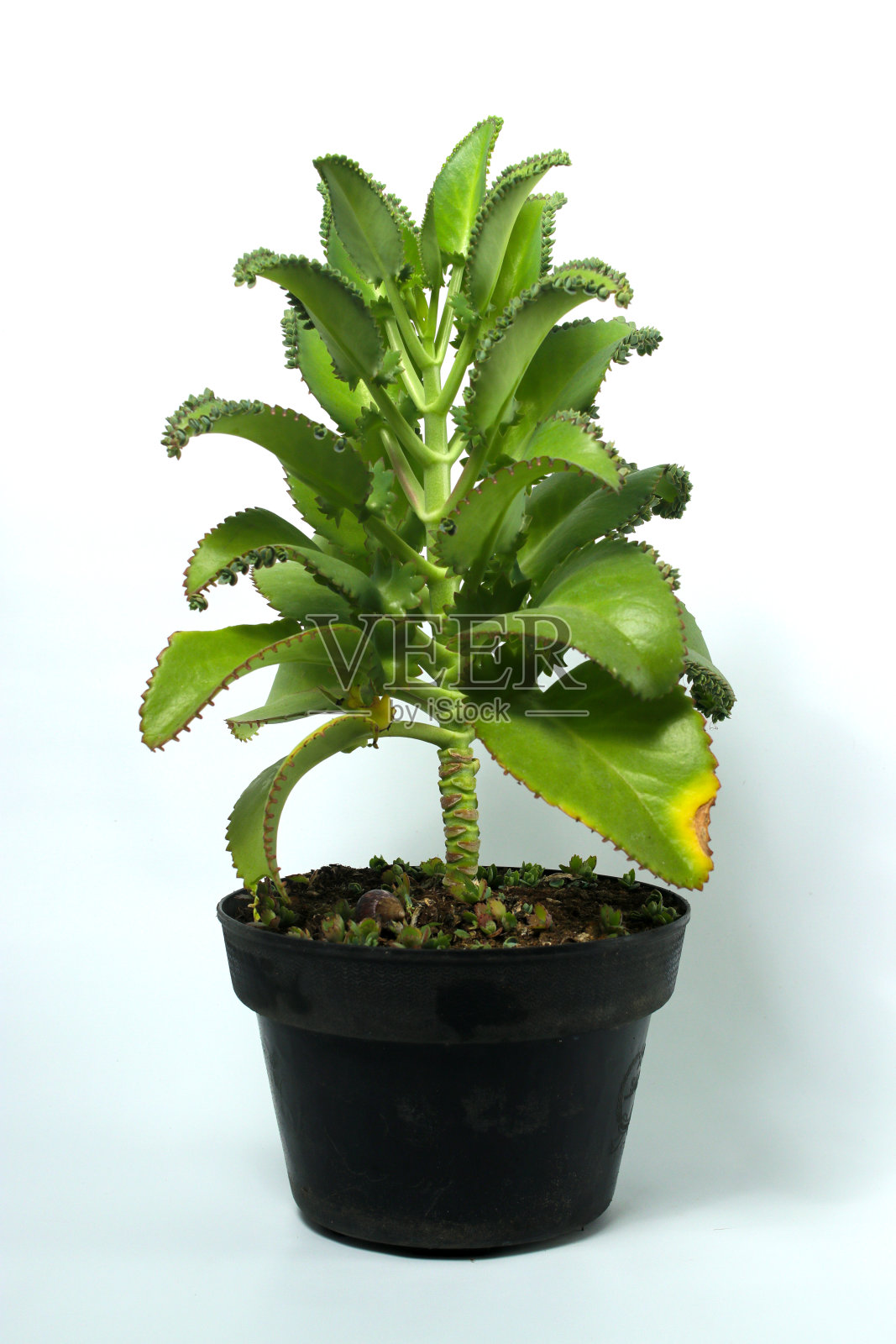 千母种在白色背景的黑色花盆上照片摄影图片