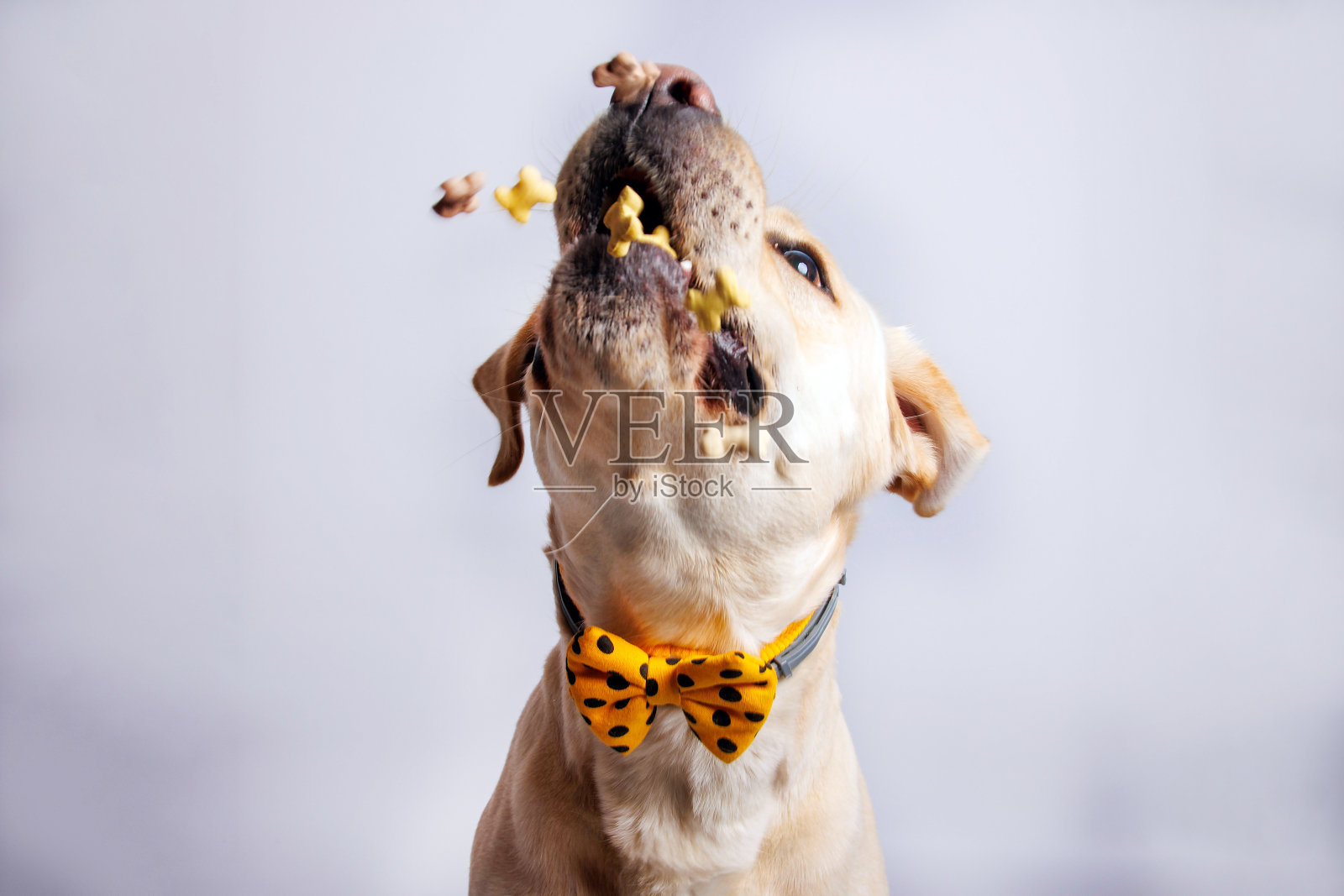 拉布拉多猎犬。影棚拍摄。照片摄影图片