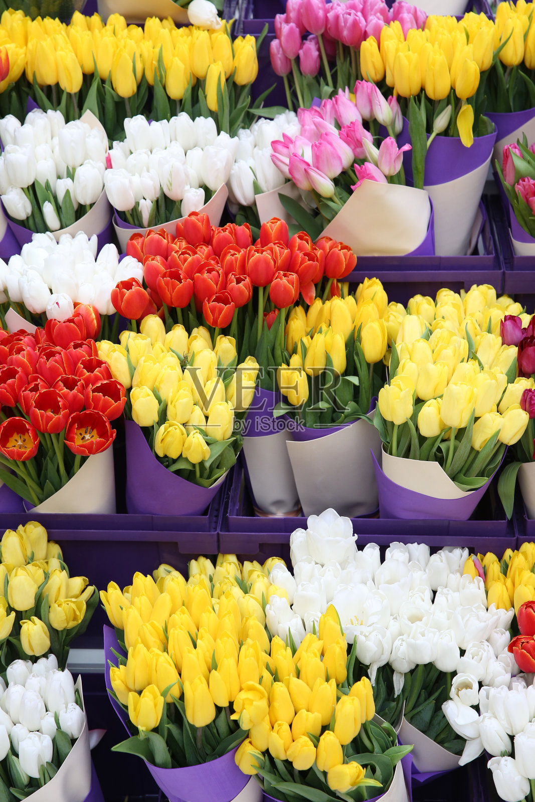 彩色郁金香花束，三八妇女节礼物，节日春季装饰照片摄影图片