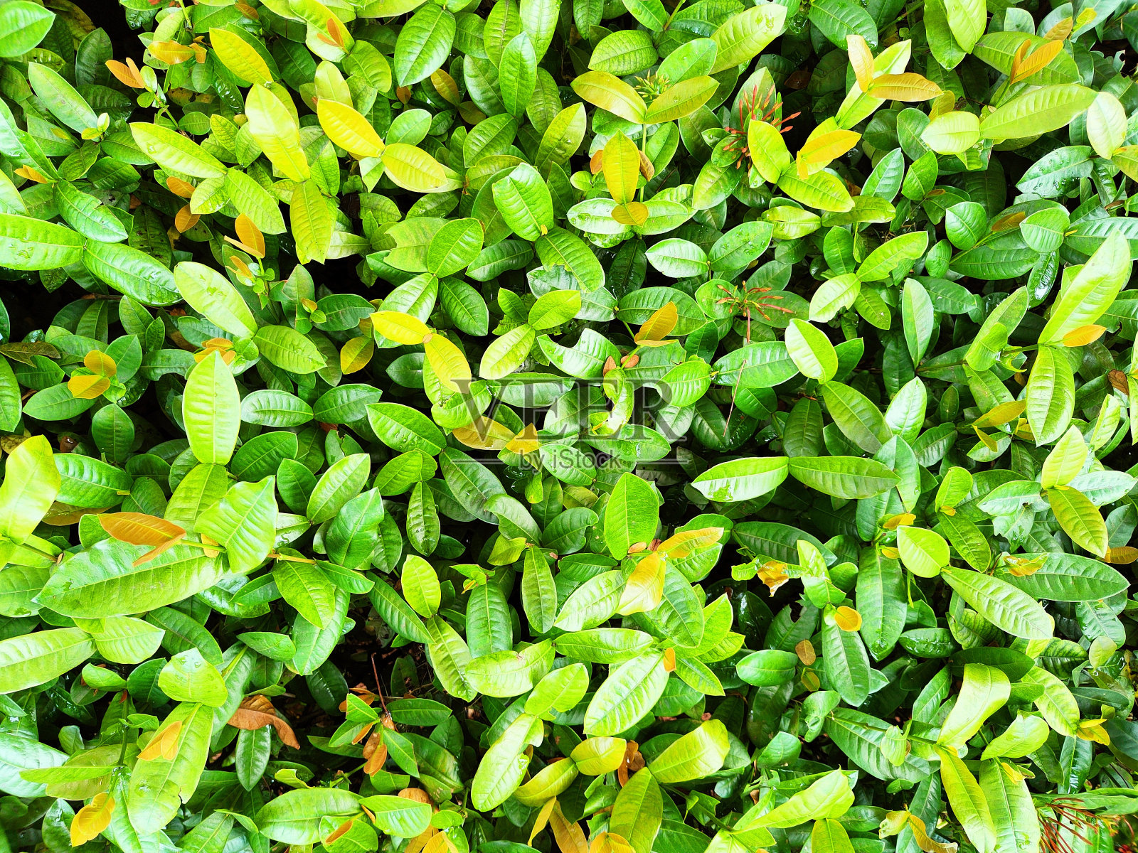 叶子的背景照片摄影图片