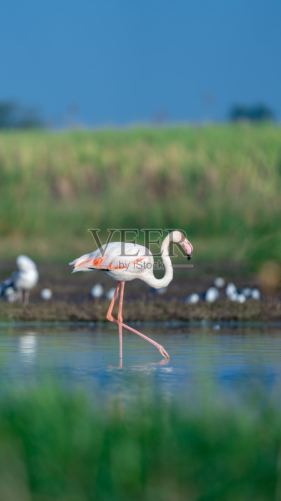 大火烈鸟(Phoenicopterus roseus)照片摄影图片