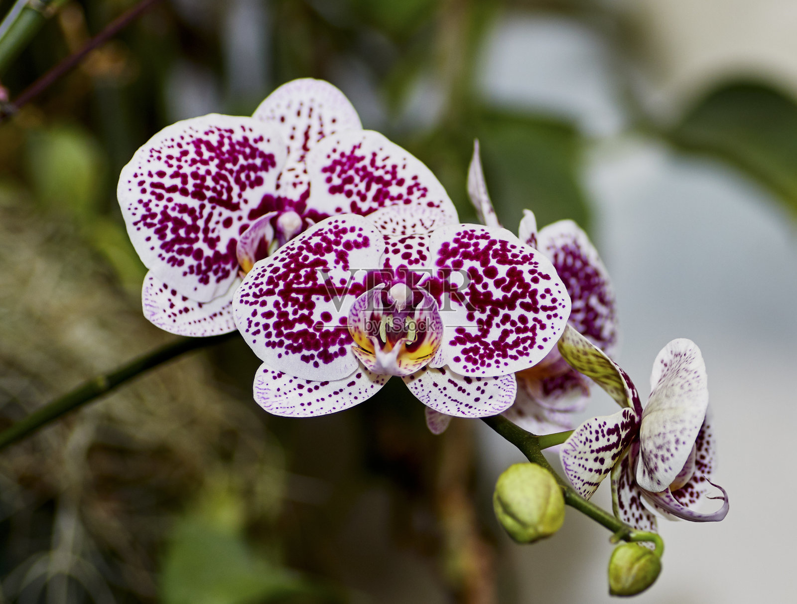 近距离的粉红色和白色斑点飞蛾兰花花照片摄影图片