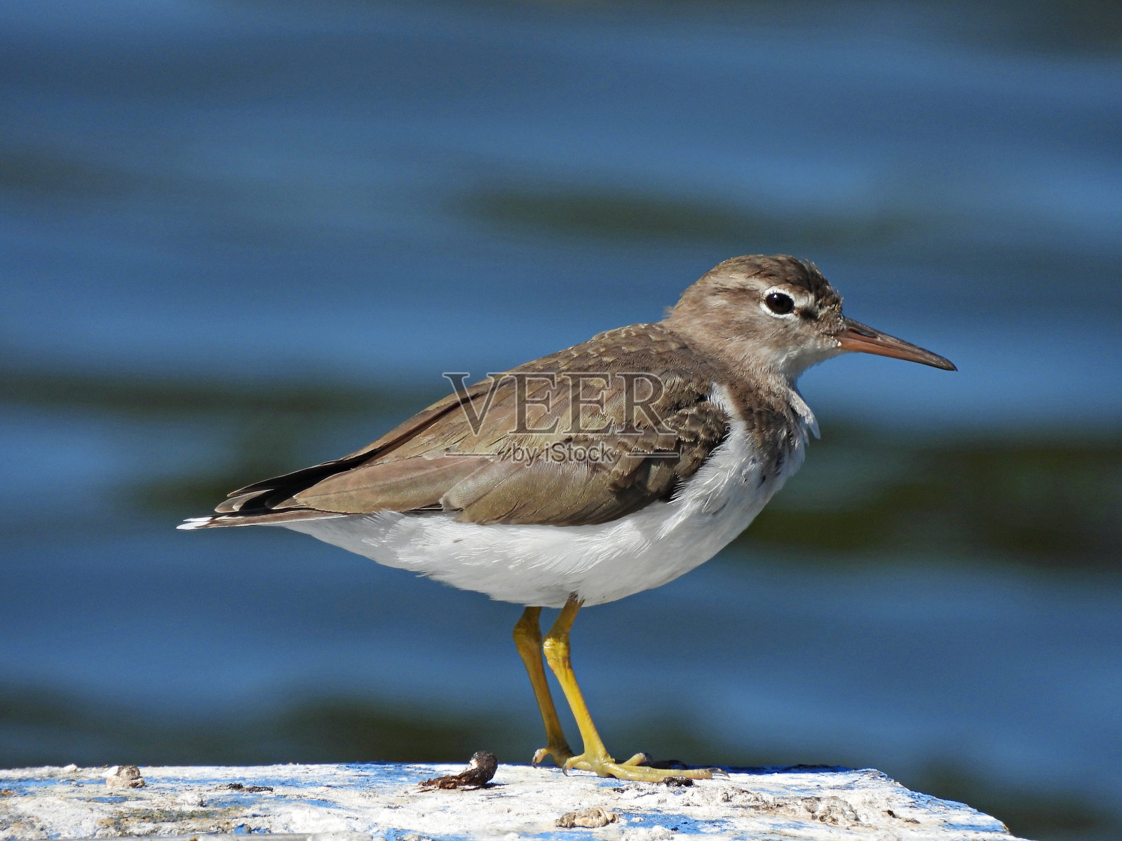 斑矶鹬(黄斑矶鹬)栖息在管道上照片摄影图片
