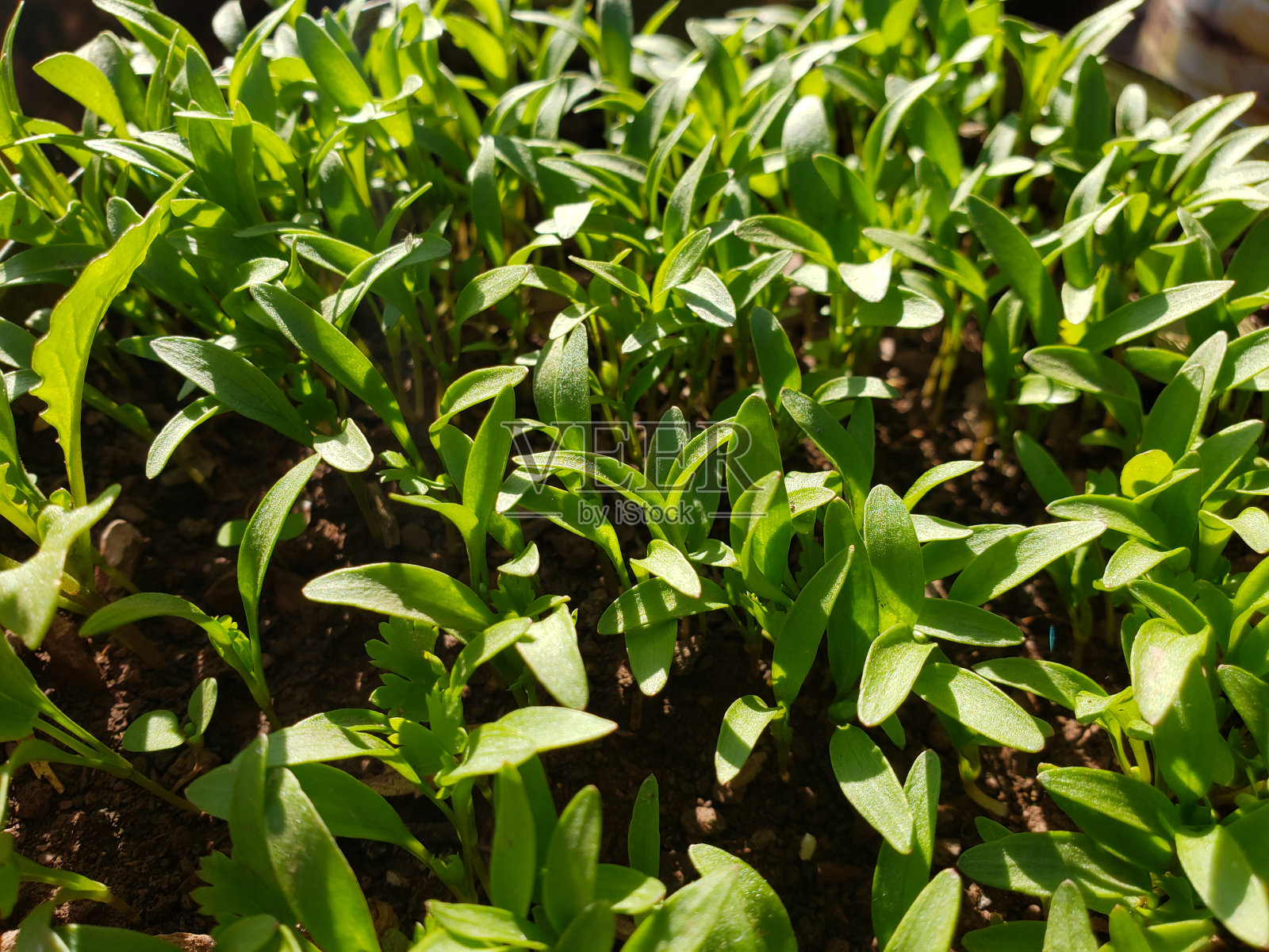 在花园里种植香菜，种植欧芹，植物生长的背景概念照片摄影图片
