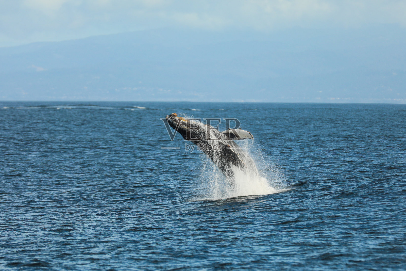 鲸鱼违反照片摄影图片