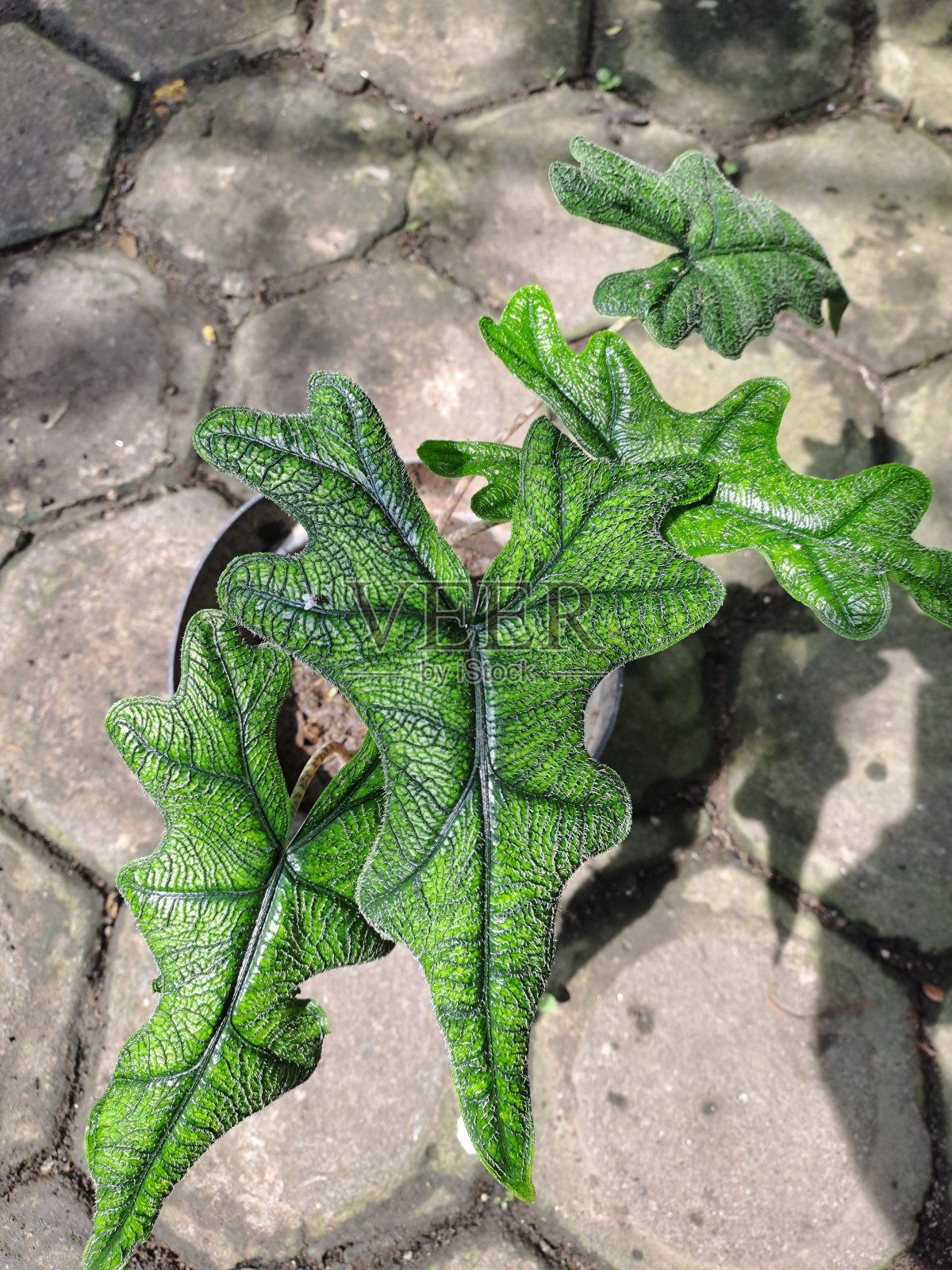 海芋Sp照片摄影图片