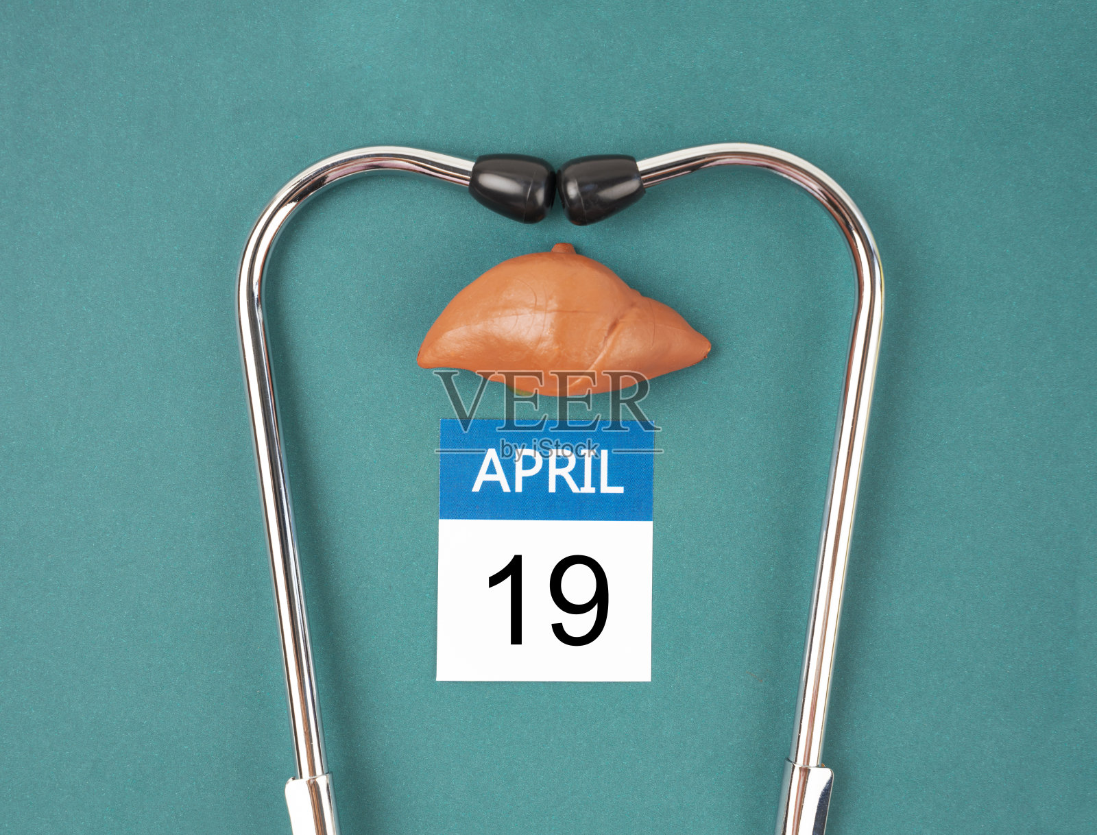 4月19日历和肝人工配听诊器医学。世界肝脏日概念。照片摄影图片