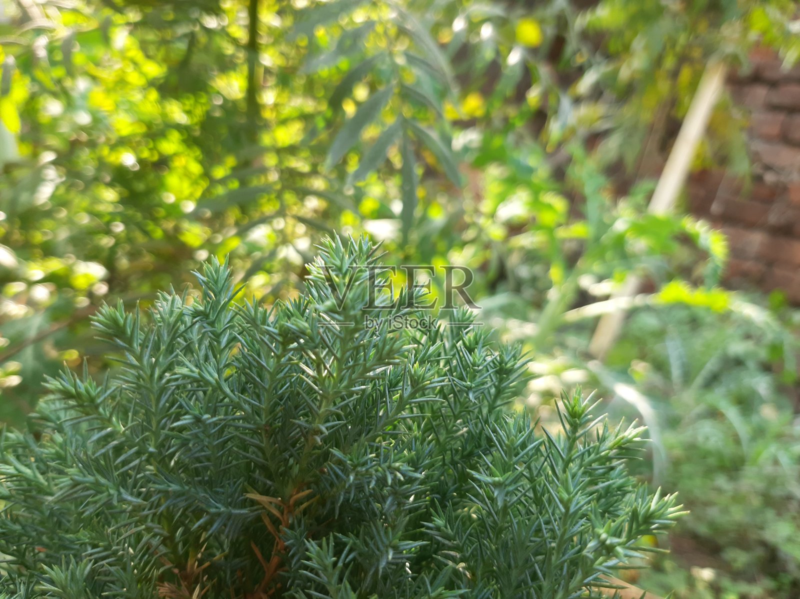 自然之美照片摄影图片