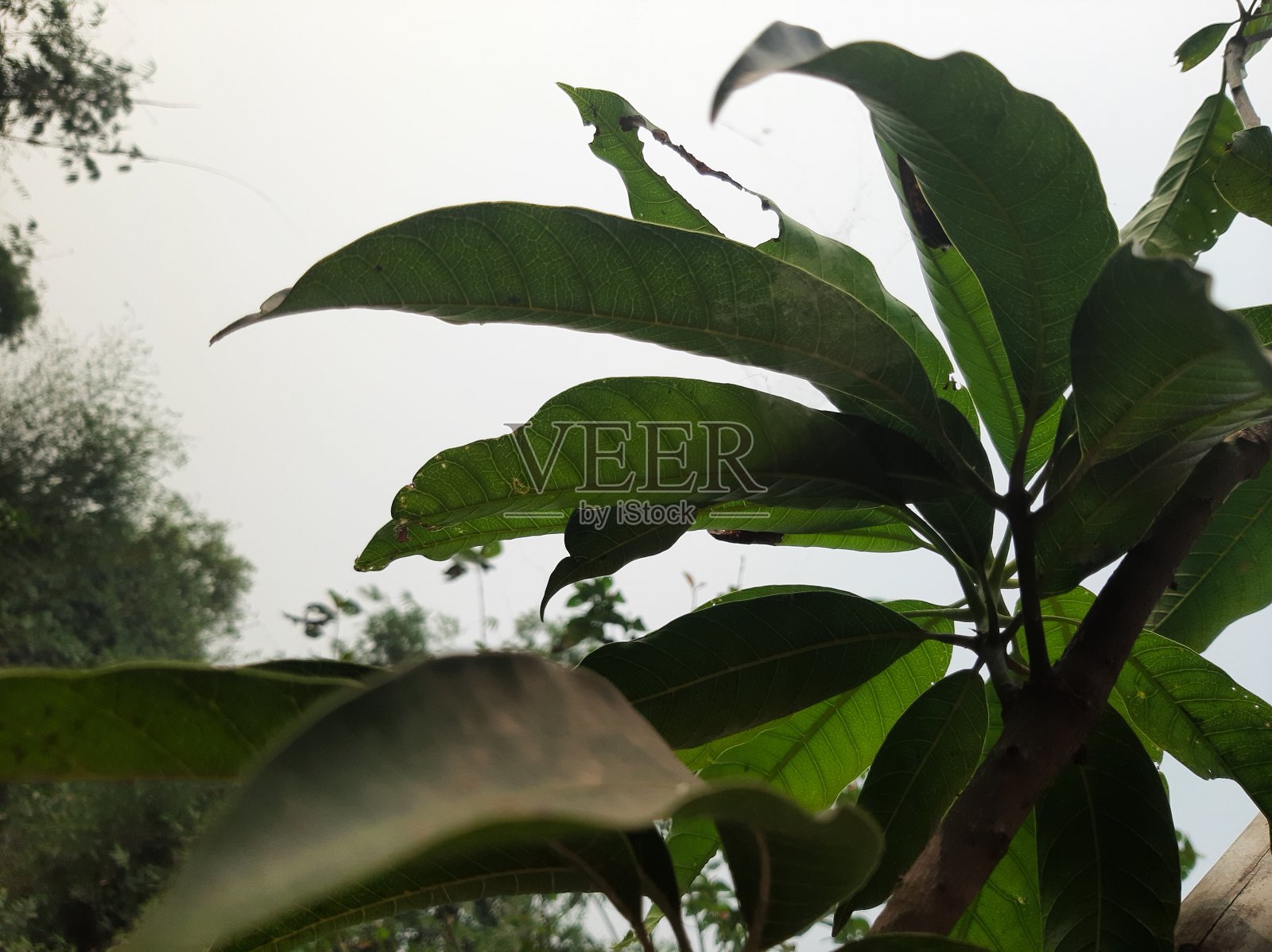 自然之美照片摄影图片