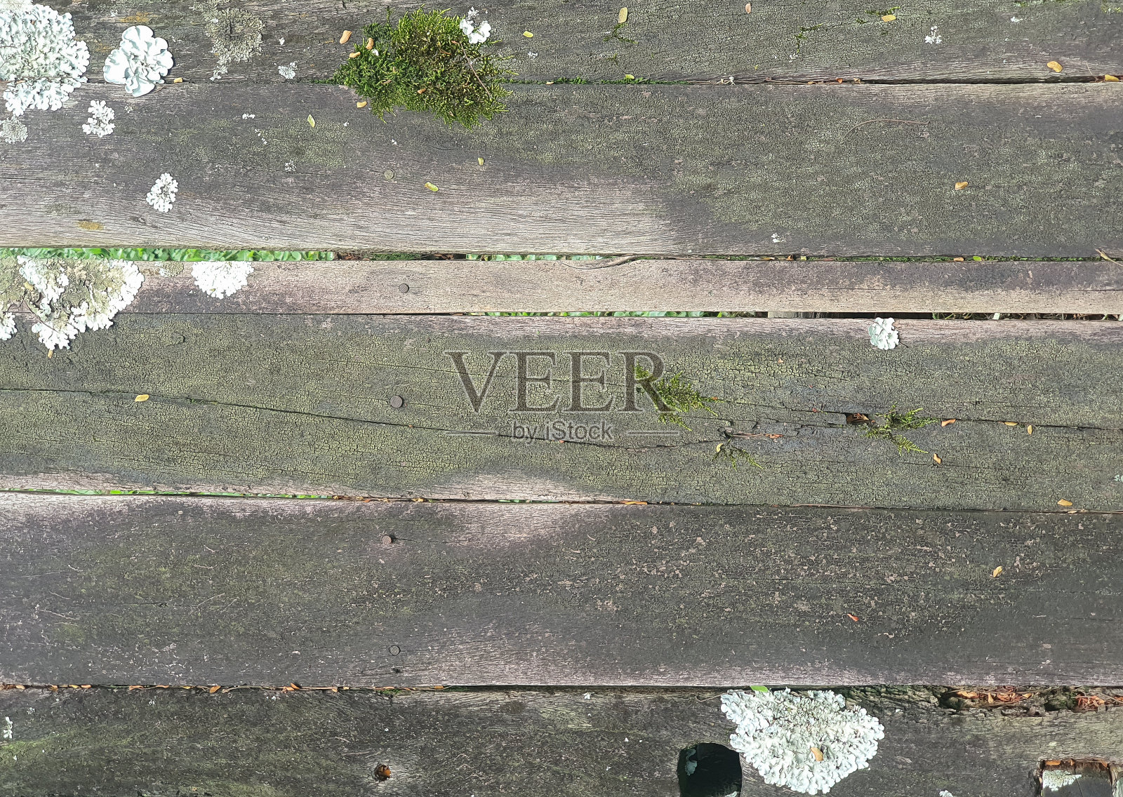 有苔藓和地衣的旧木板。乡村木材背景照片摄影图片