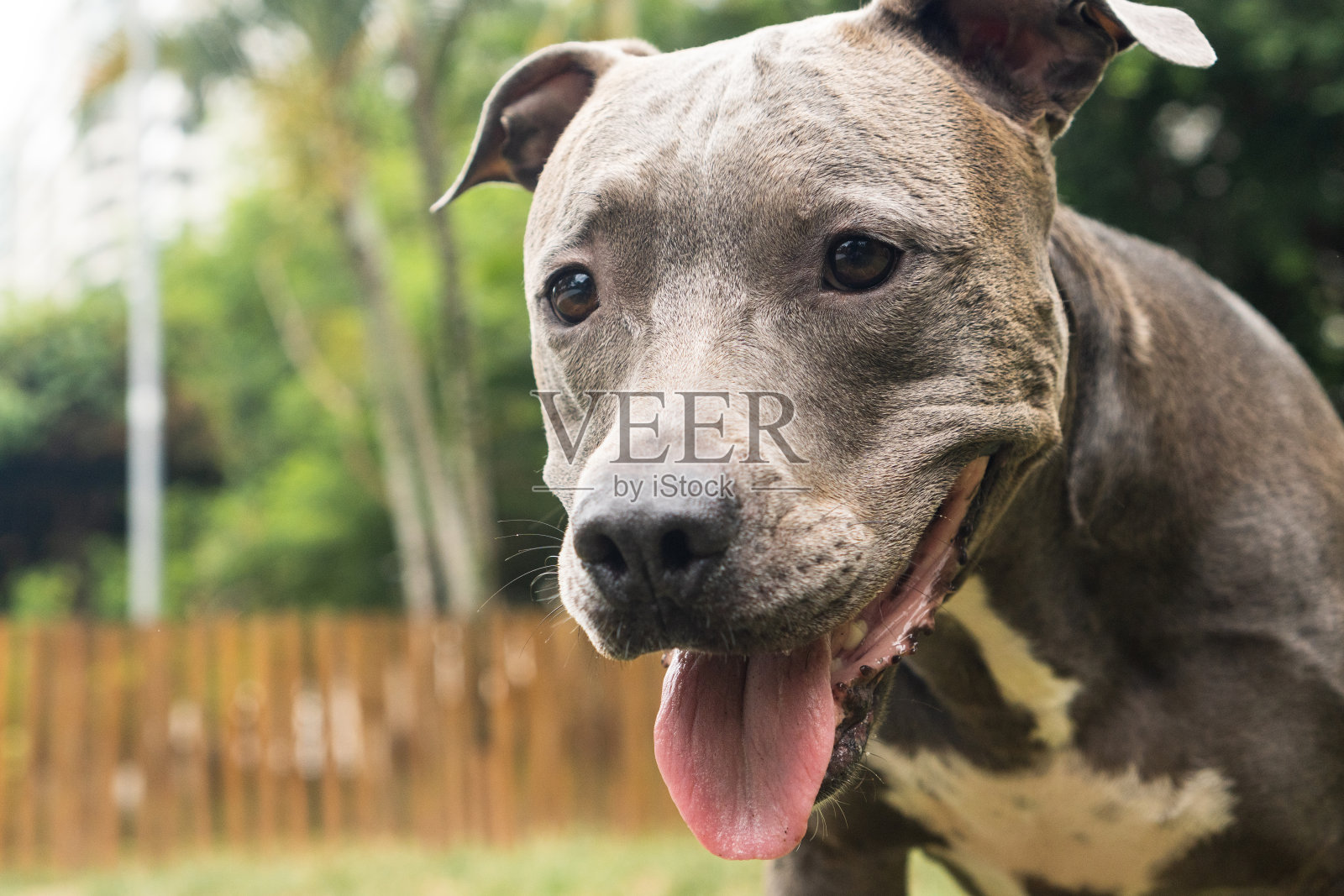 蓝色鼻子的斗牛犬在公园里玩球，在阴天玩得很开心。有选择性的重点照片摄影图片