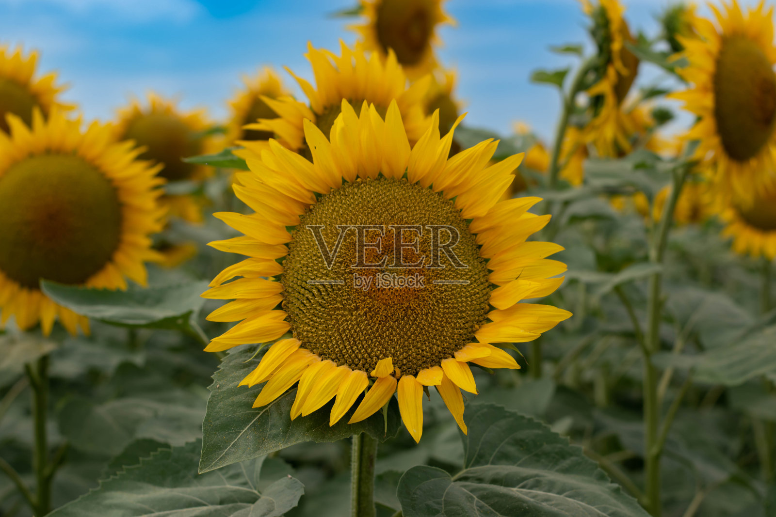 向日葵照片摄影图片