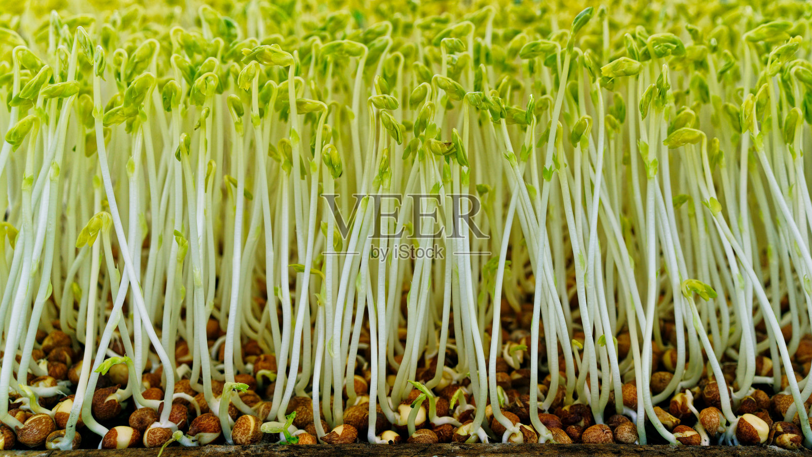 豌豆芽。成长的绿芽伸向光明。照片摄影图片