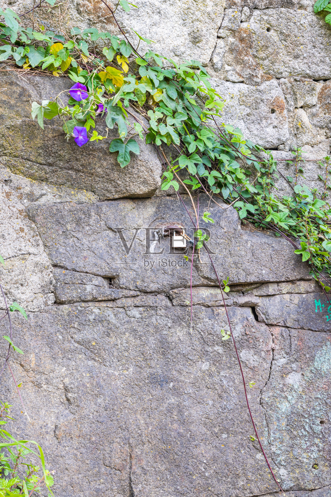 一把黄铜挂锁和一块岩石上的紫色牵牛花。照片摄影图片