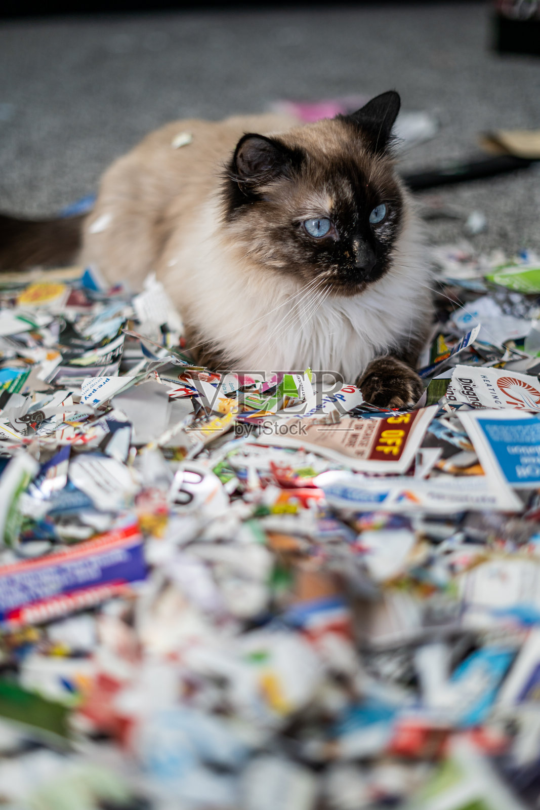 猫乱破坏撕碎纸顽皮的猫连体布娃娃肖像懒散的纸照片摄影图片