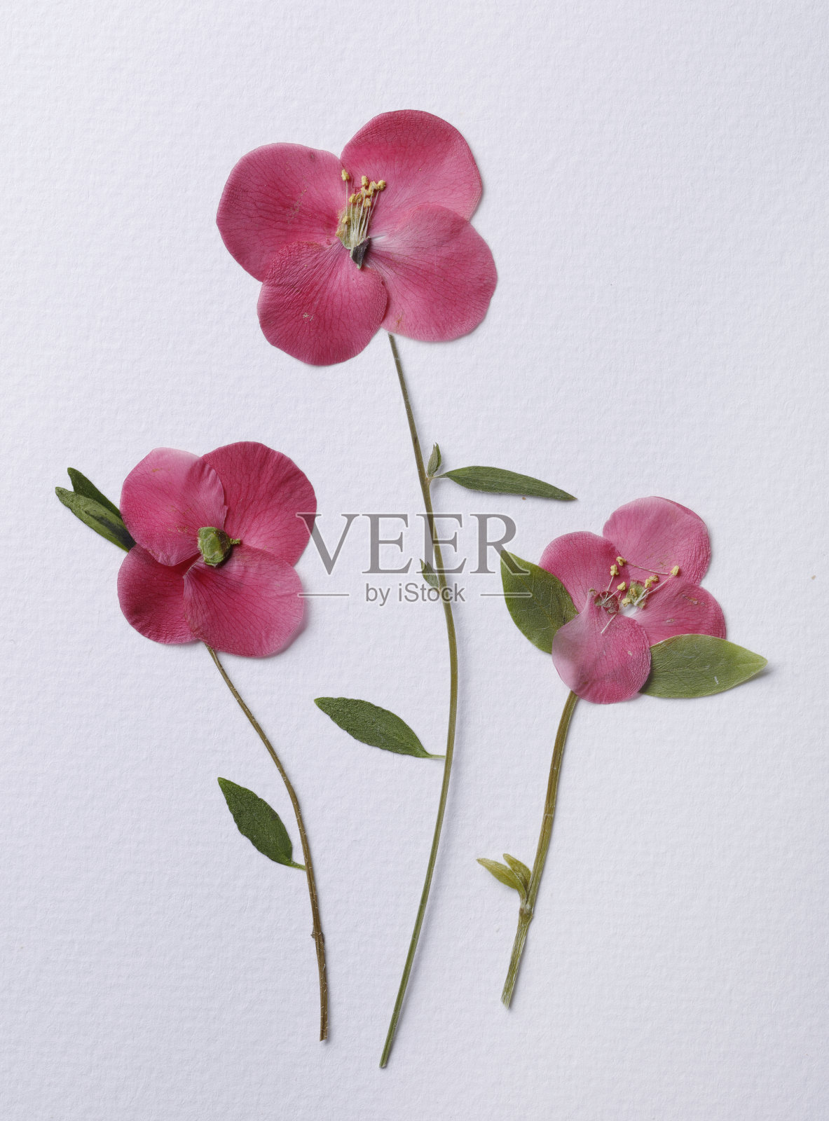 粉红色花瓣插花照片摄影图片