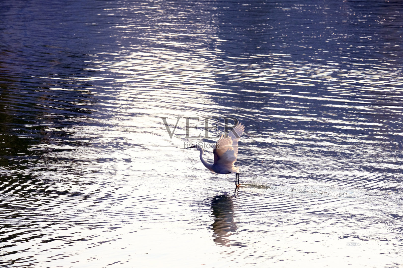 水中苍鹭照片摄影图片