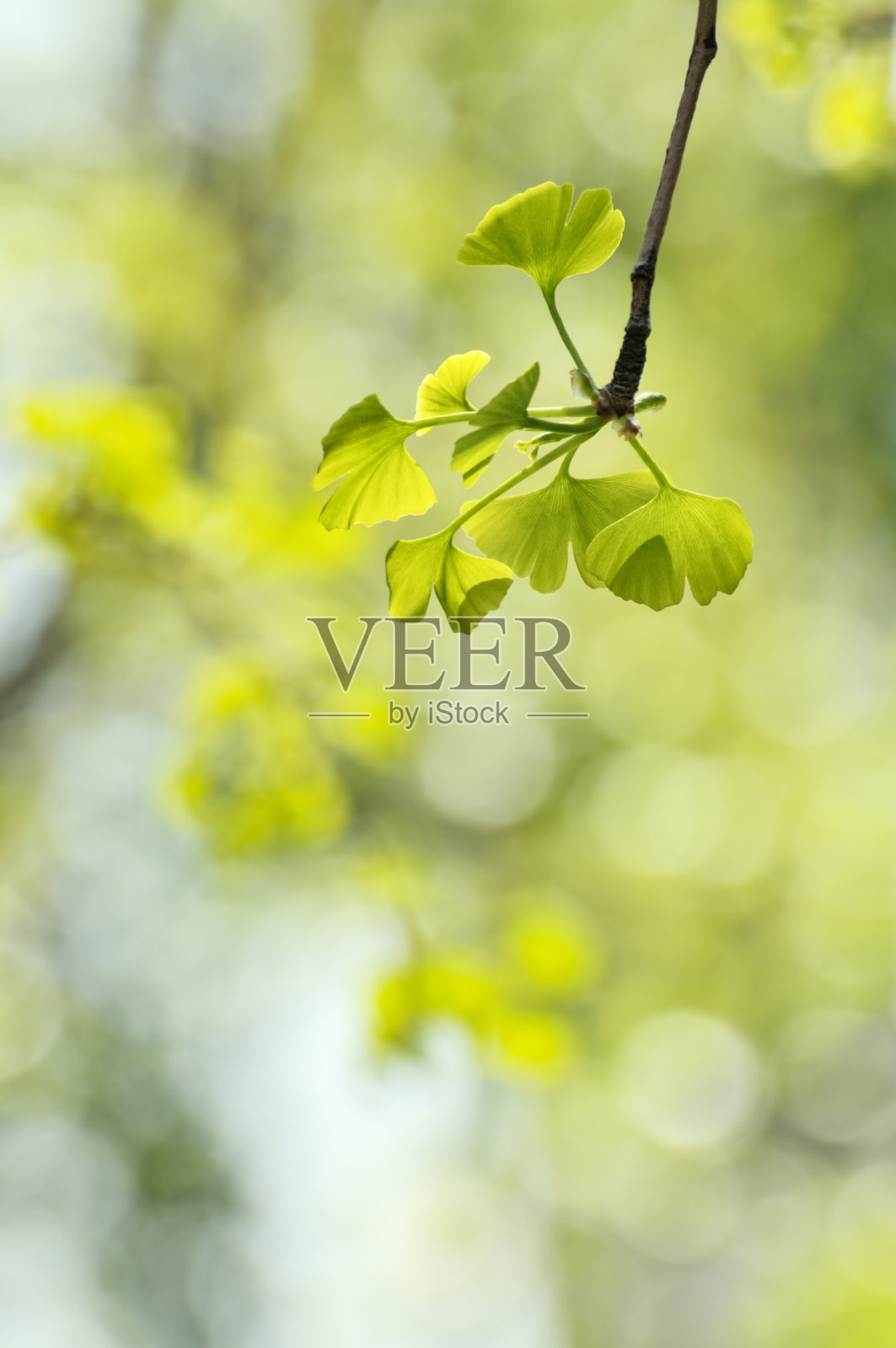 绿色的银杏在春天离开照片摄影图片