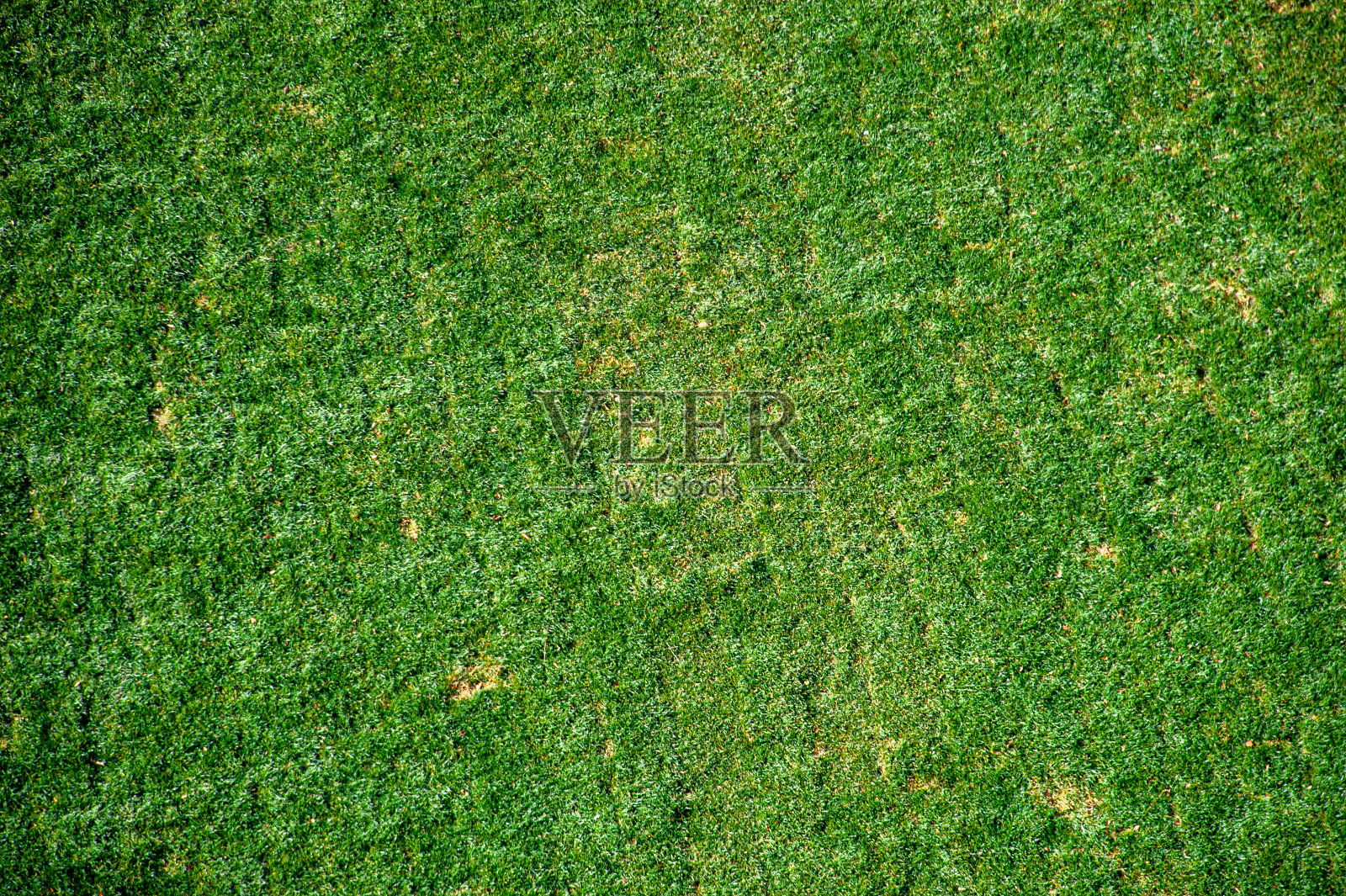 花园的草照片摄影图片