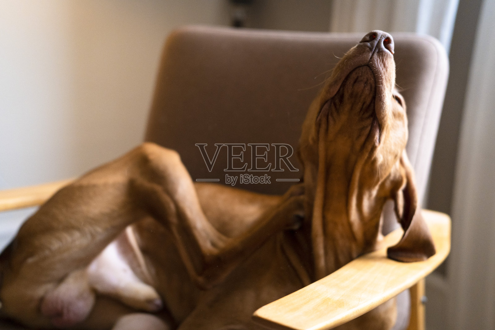 挠痒痒:可爱的Vizsla狗享受应得的休息照片摄影图片