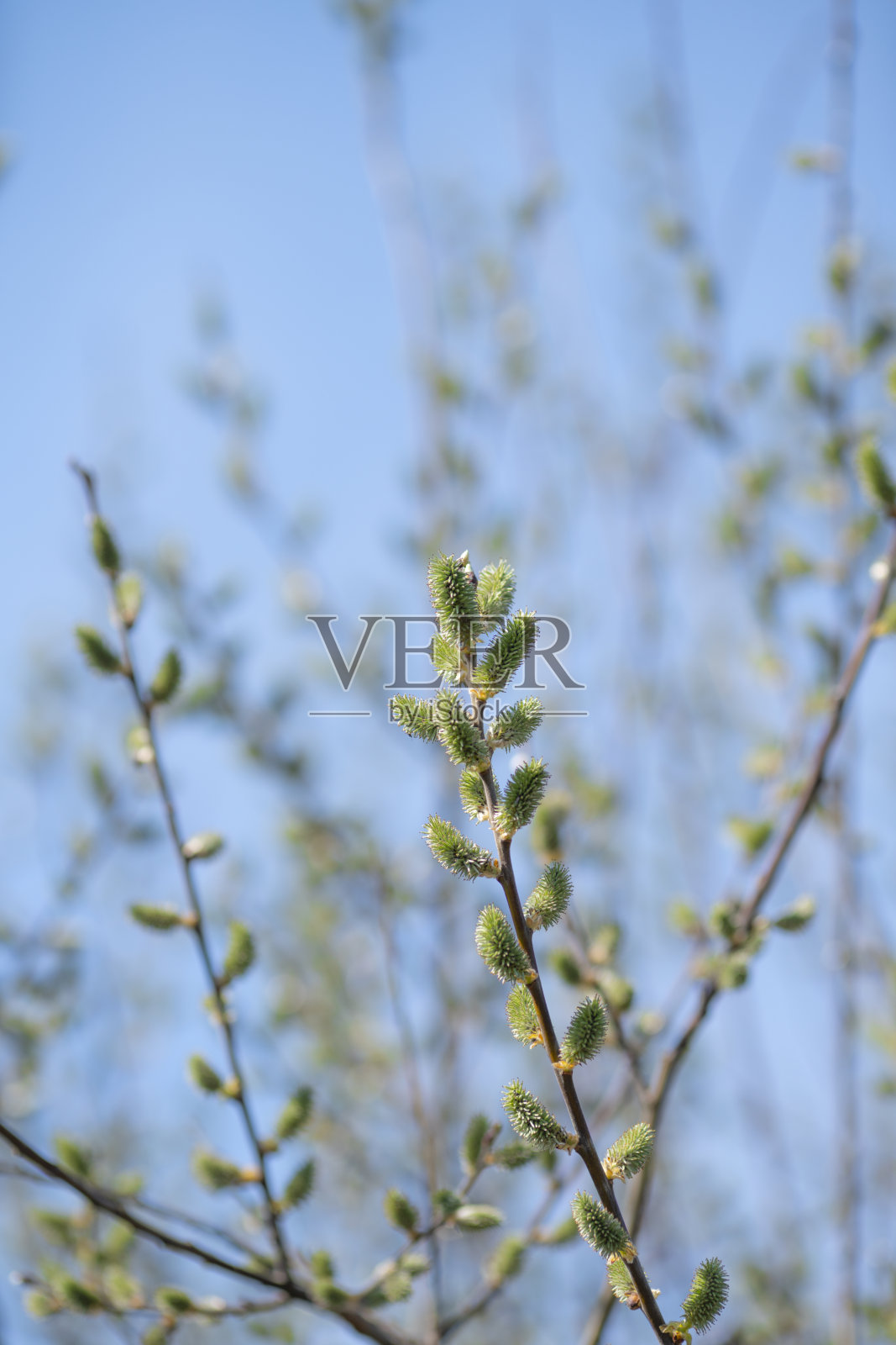 复活节的背景照片摄影图片