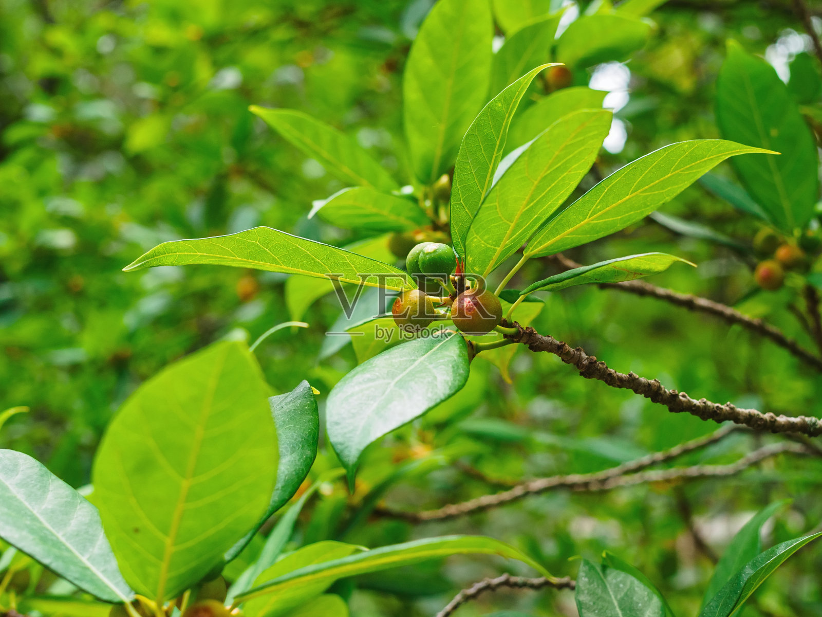 直榕的拇指枝与果实接近照片摄影图片