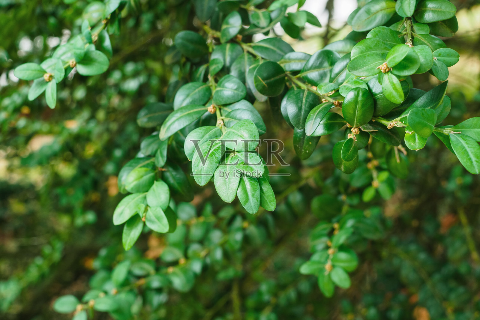 黄杨常绿阔叶叶凸特写照片摄影图片