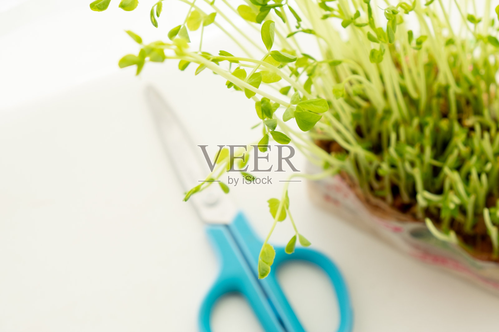 窗边放着水菜和剪刀照片摄影图片