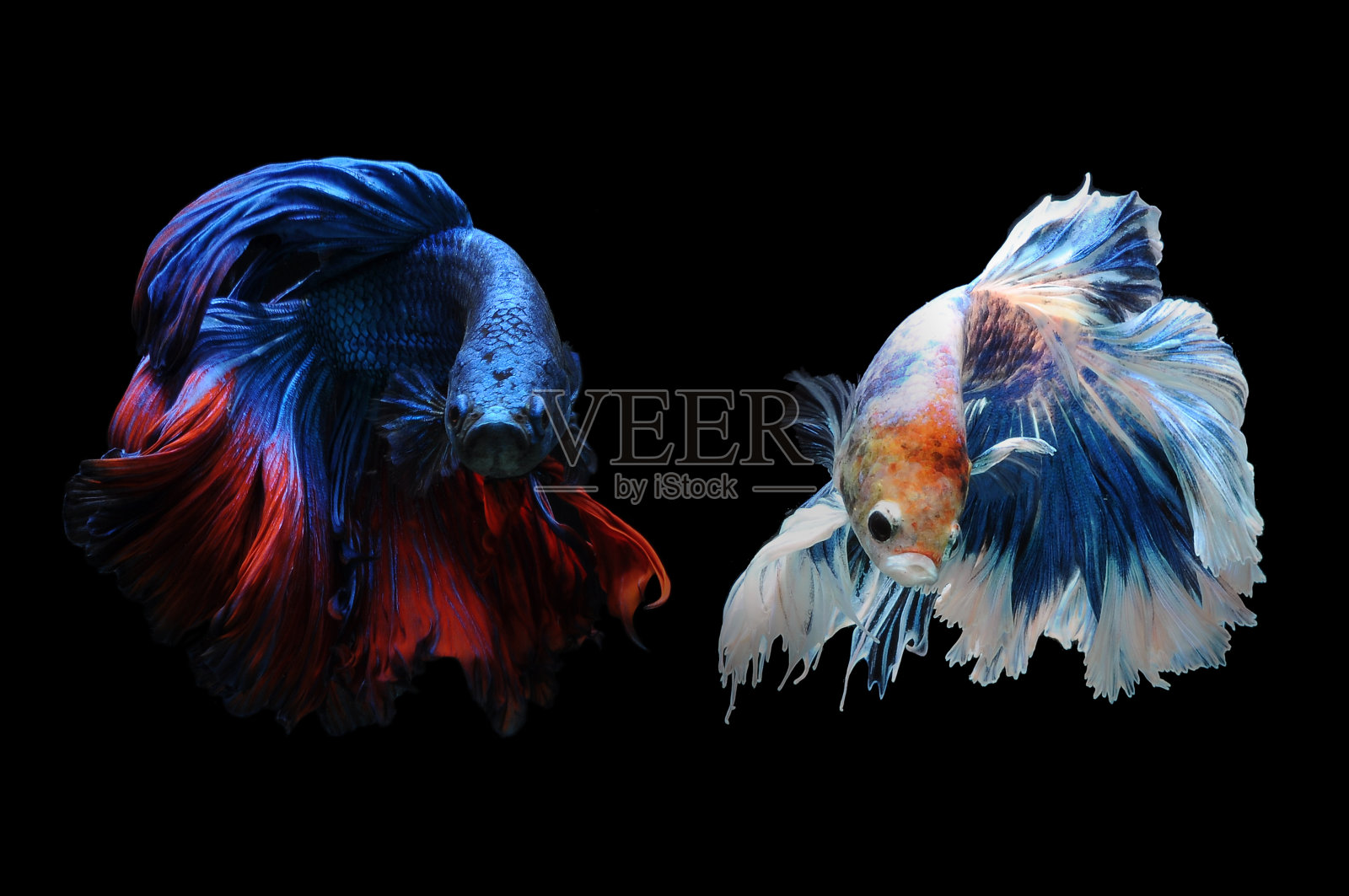 捕捉黑色背景下红色暹罗斗鱼的动人瞬间。搏鱼鱼。照片摄影图片