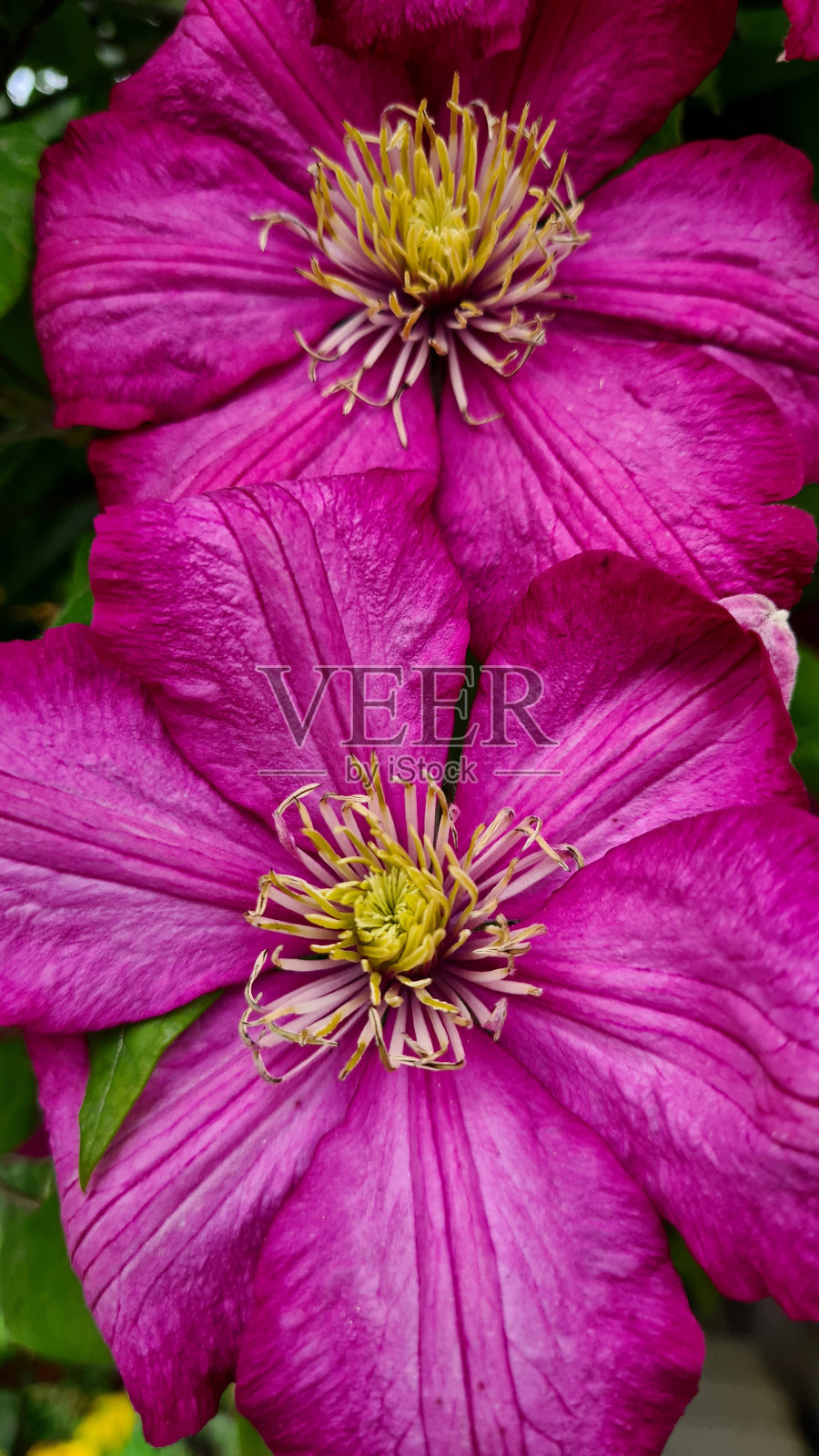 铁线莲花照片摄影图片