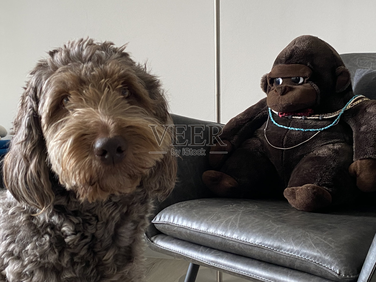 小狗和大猩猩毛绒玩具照片摄影图片