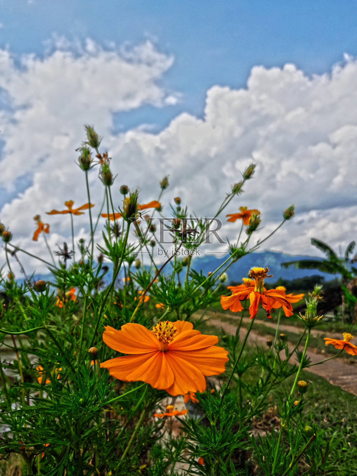 花照片摄影图片