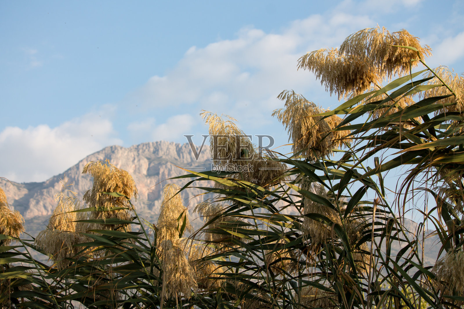 芦苇床和景观与贝尼卡德尔云从Albufera de Gaianes照片摄影图片