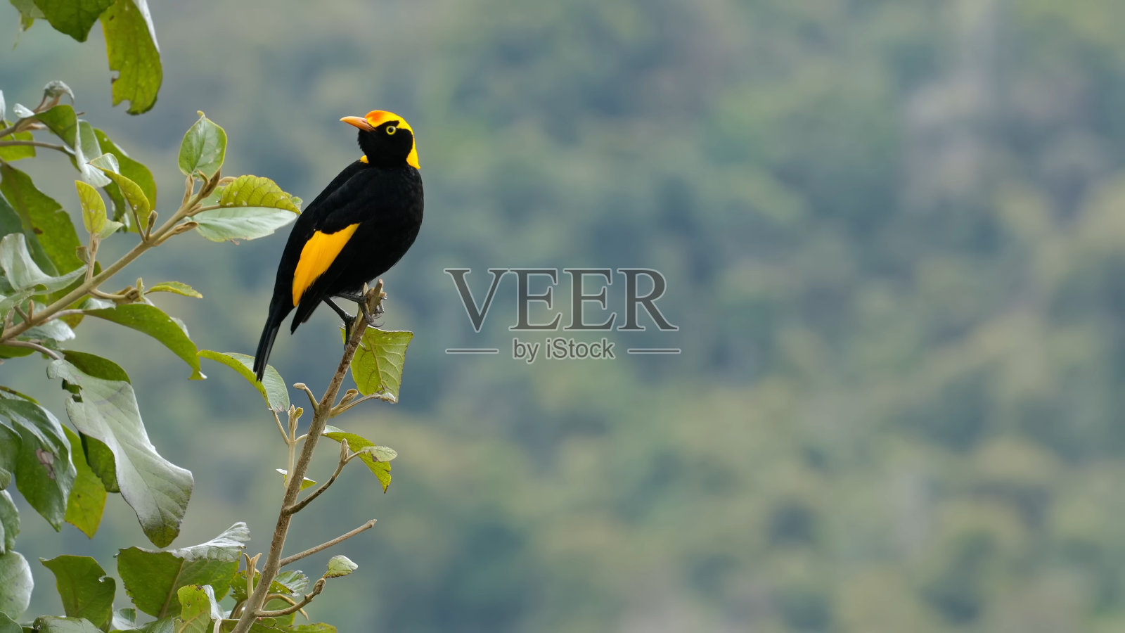 摄政王园丁鸟(Sericulus chrysocephalus)照片摄影图片