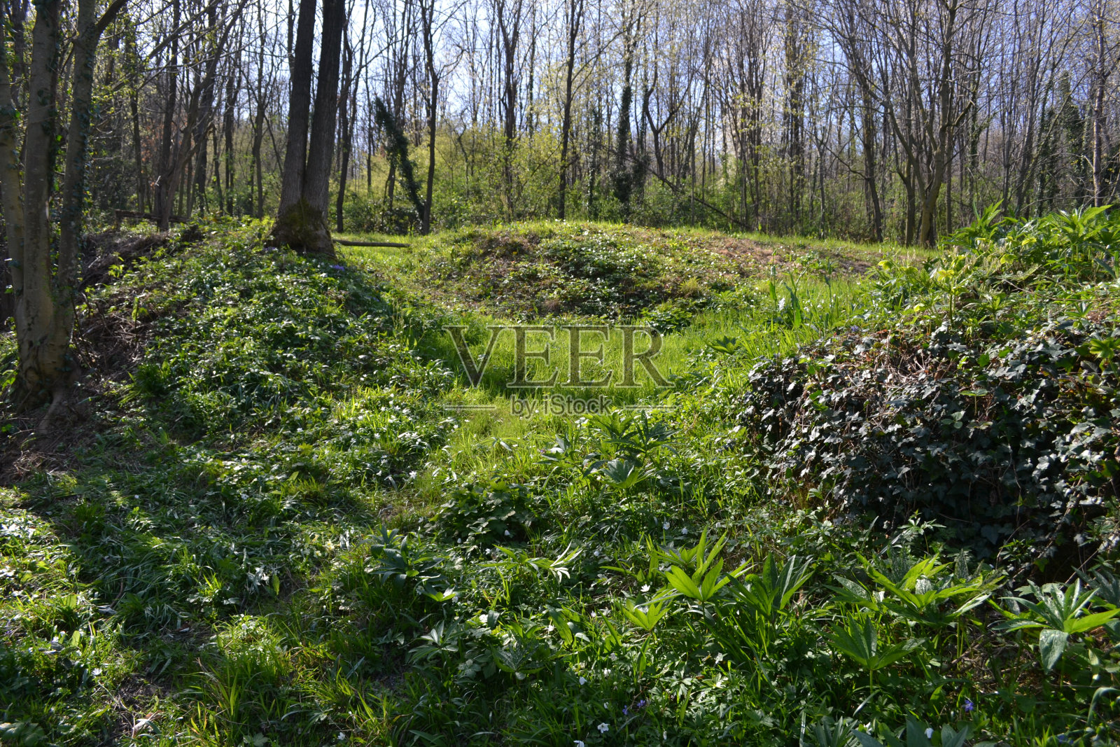 美丽的森林景观在后林在春天。照片摄影图片