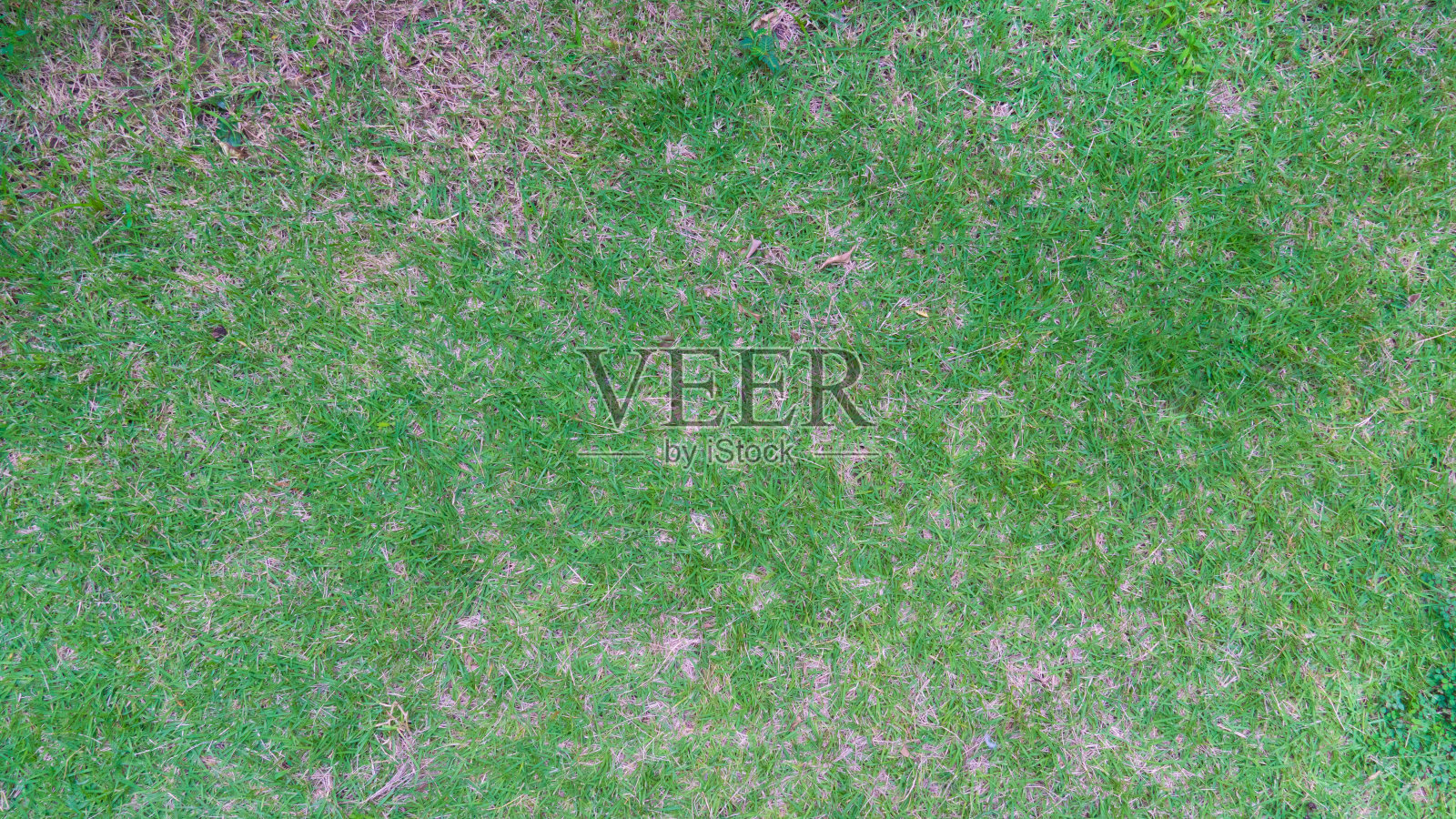 上面是绿色的草地。照片摄影图片