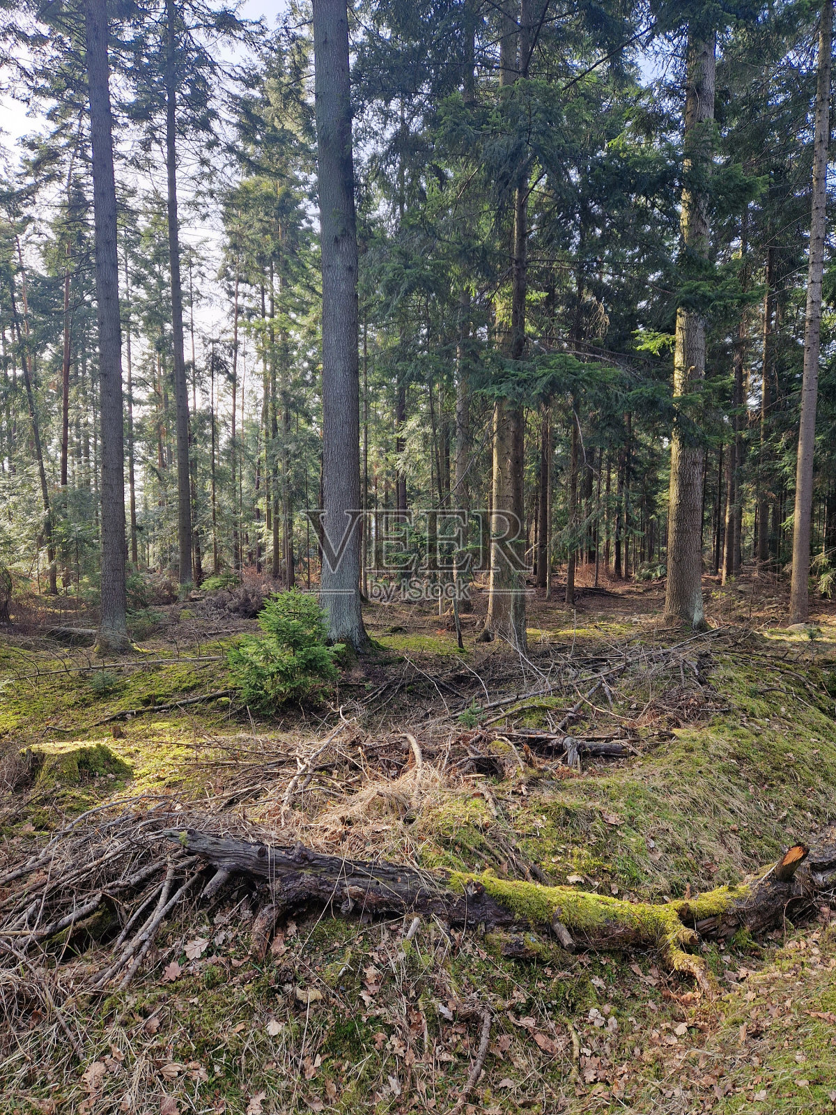 森林和树木照片摄影图片