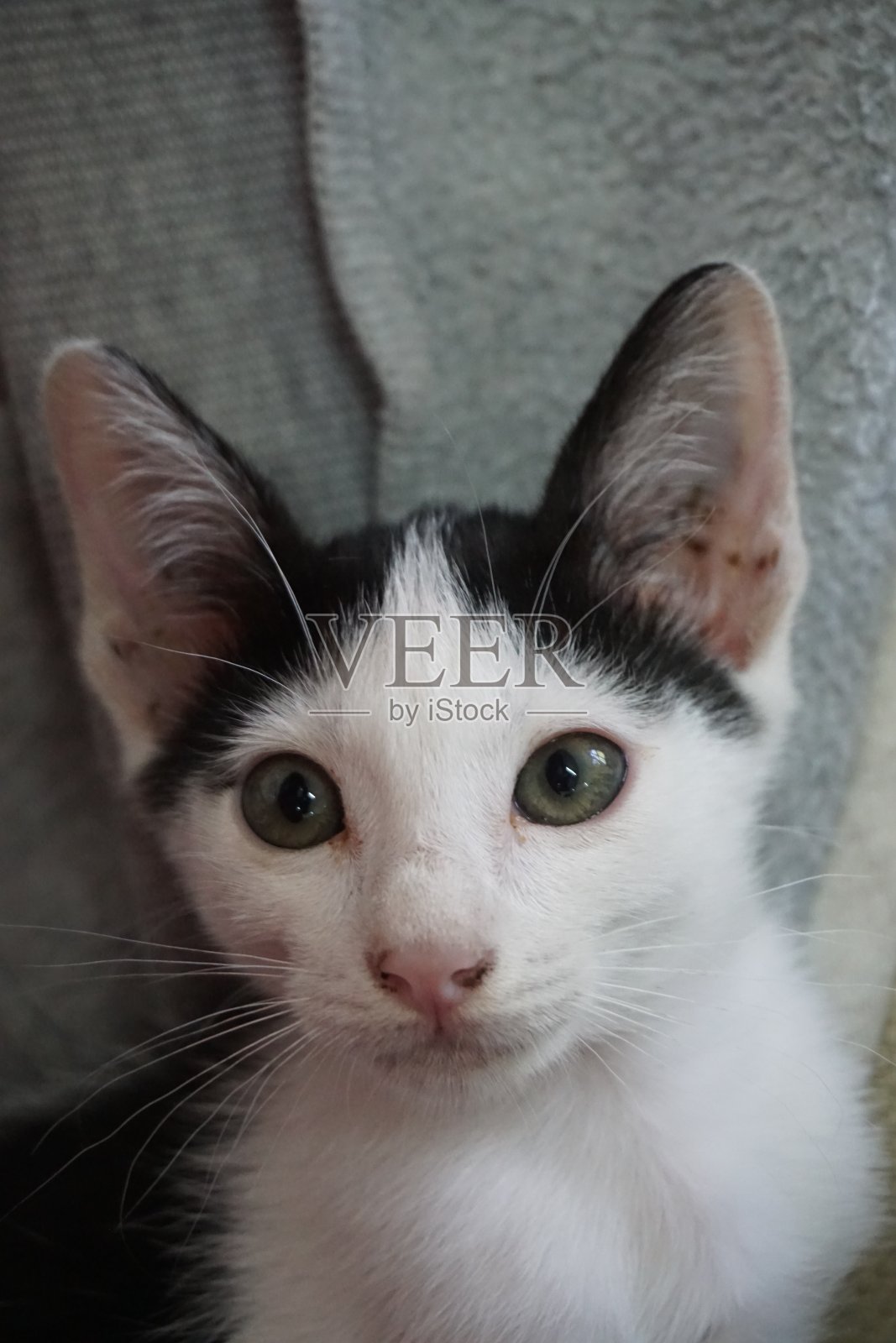 黑白条纹的小猫照片摄影图片