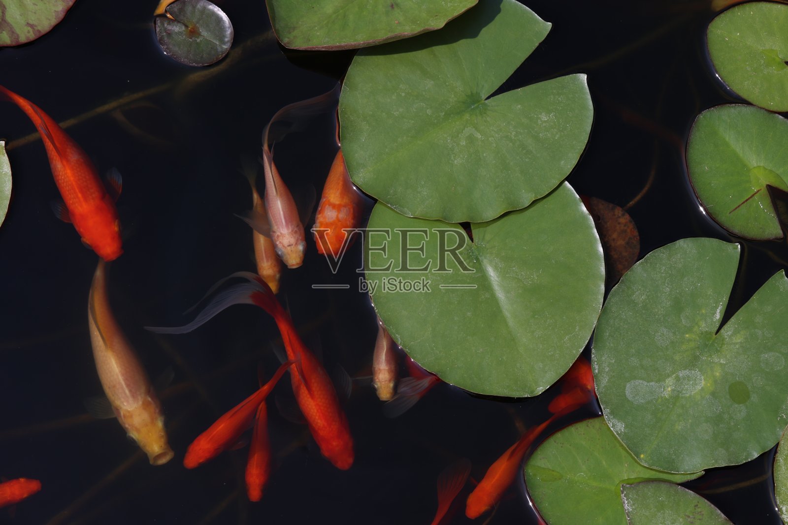 金鱼在池塘里的树叶间游来游去照片摄影图片