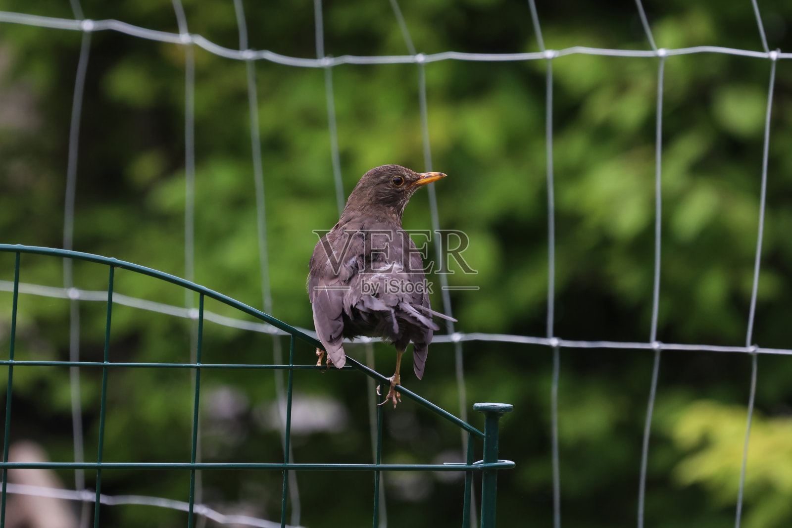 画眉在花园里寻找食物照片摄影图片
