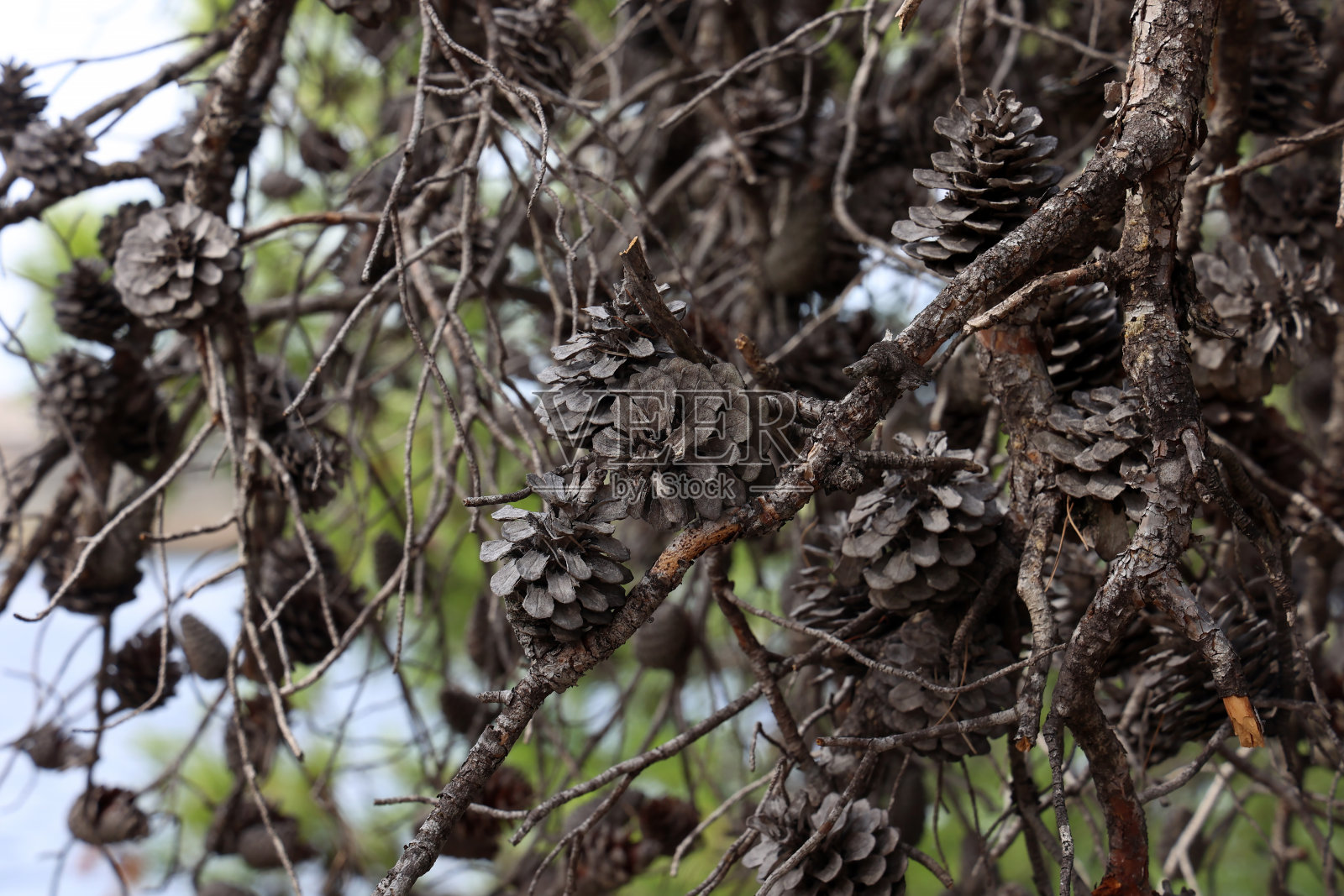 松树上干枯的球果照片摄影图片