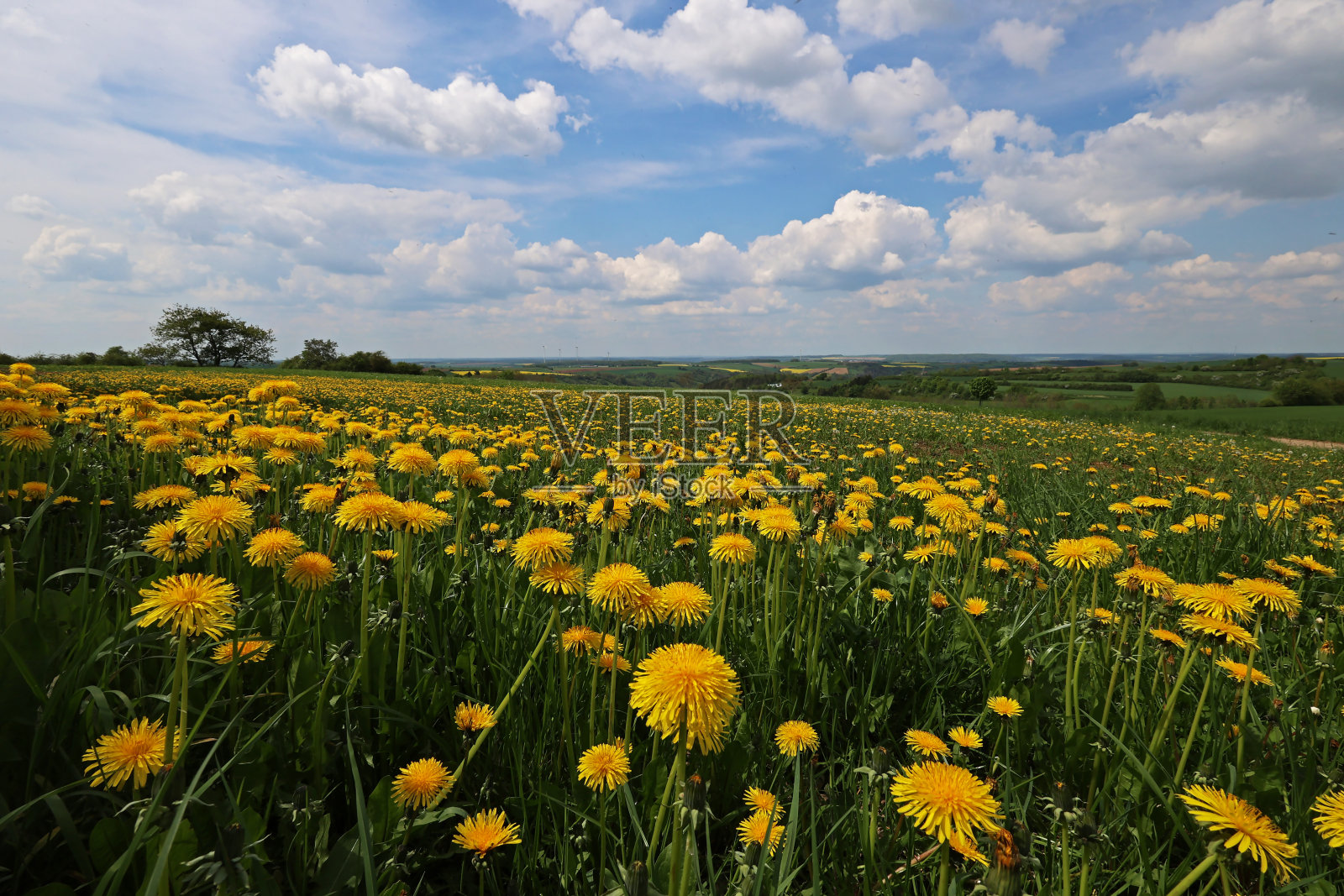 蒲公英的田野。春天的风景与蒲公英田。照片摄影图片