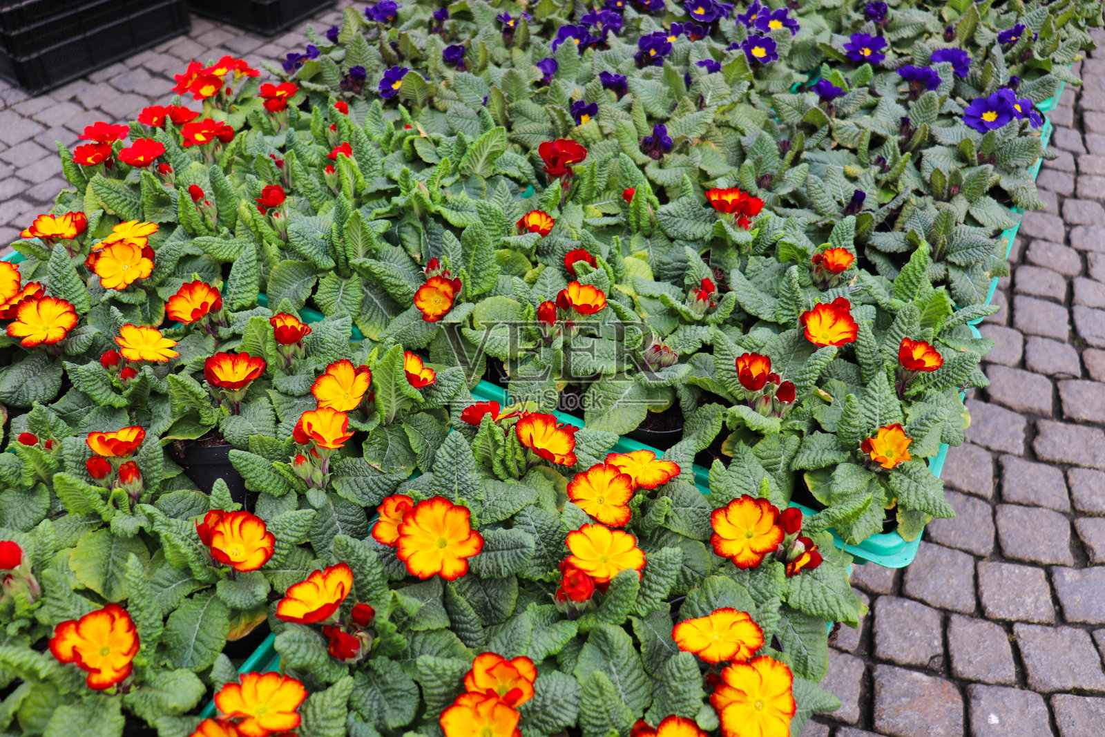 春天的花朵照片摄影图片