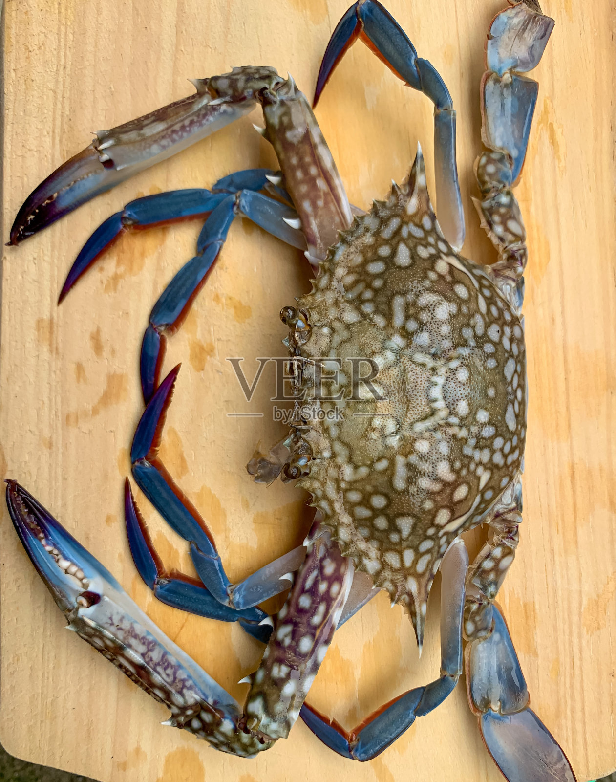 蟹照片摄影图片