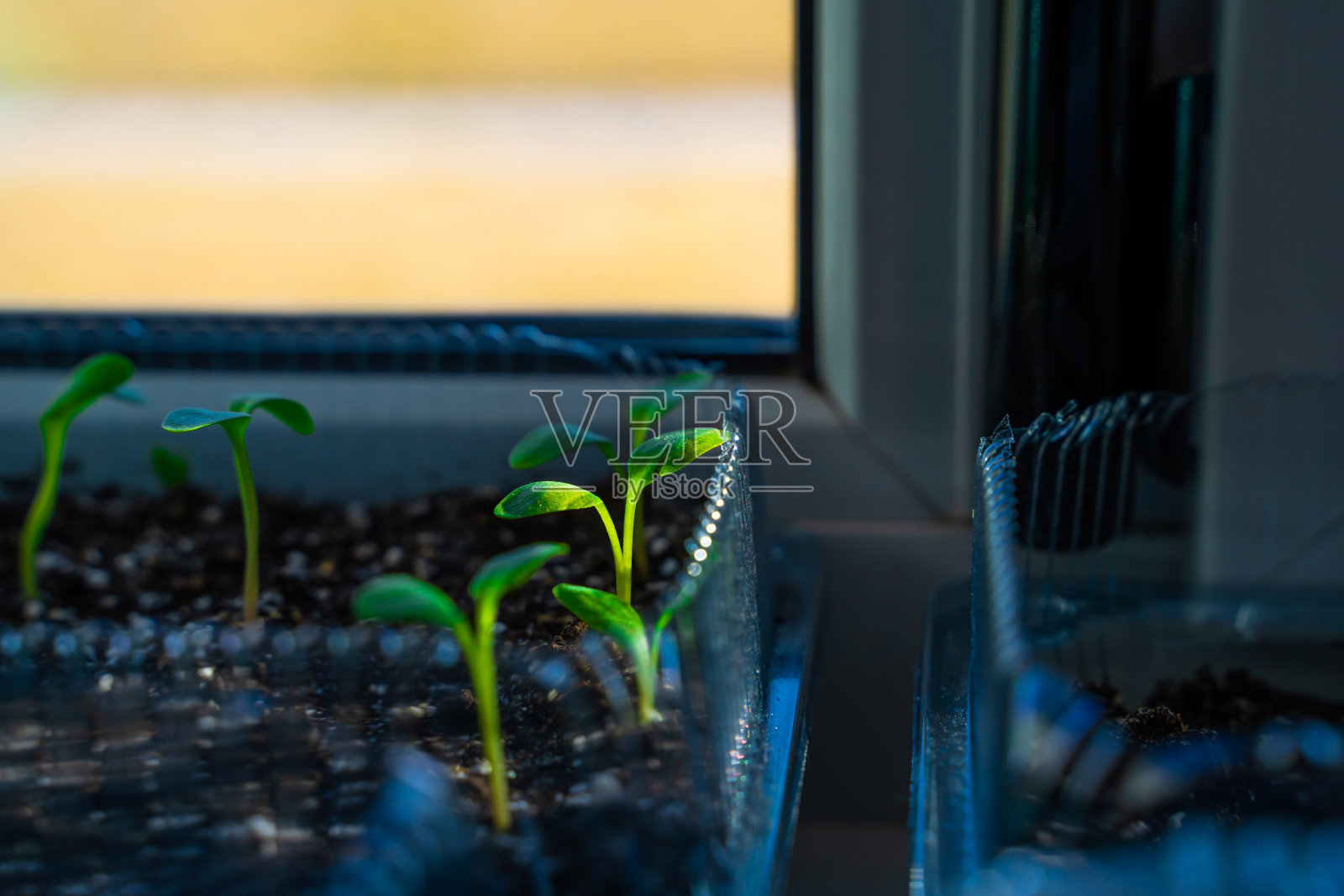 春天在窗台上的土壤里发芽的大黄种子，特写。秧苗在傍晚，一缕夕阳照片摄影图片